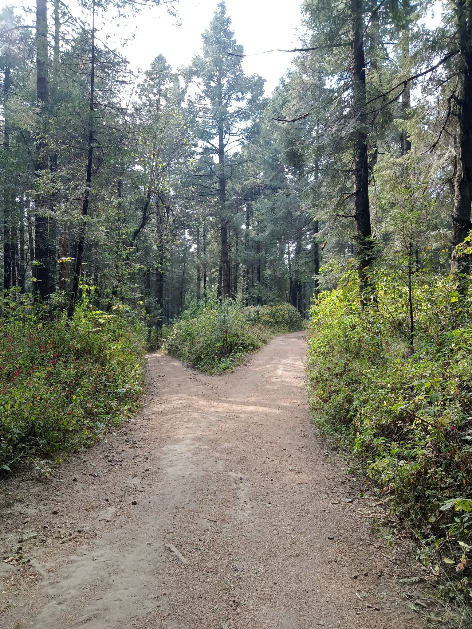 dos caminos