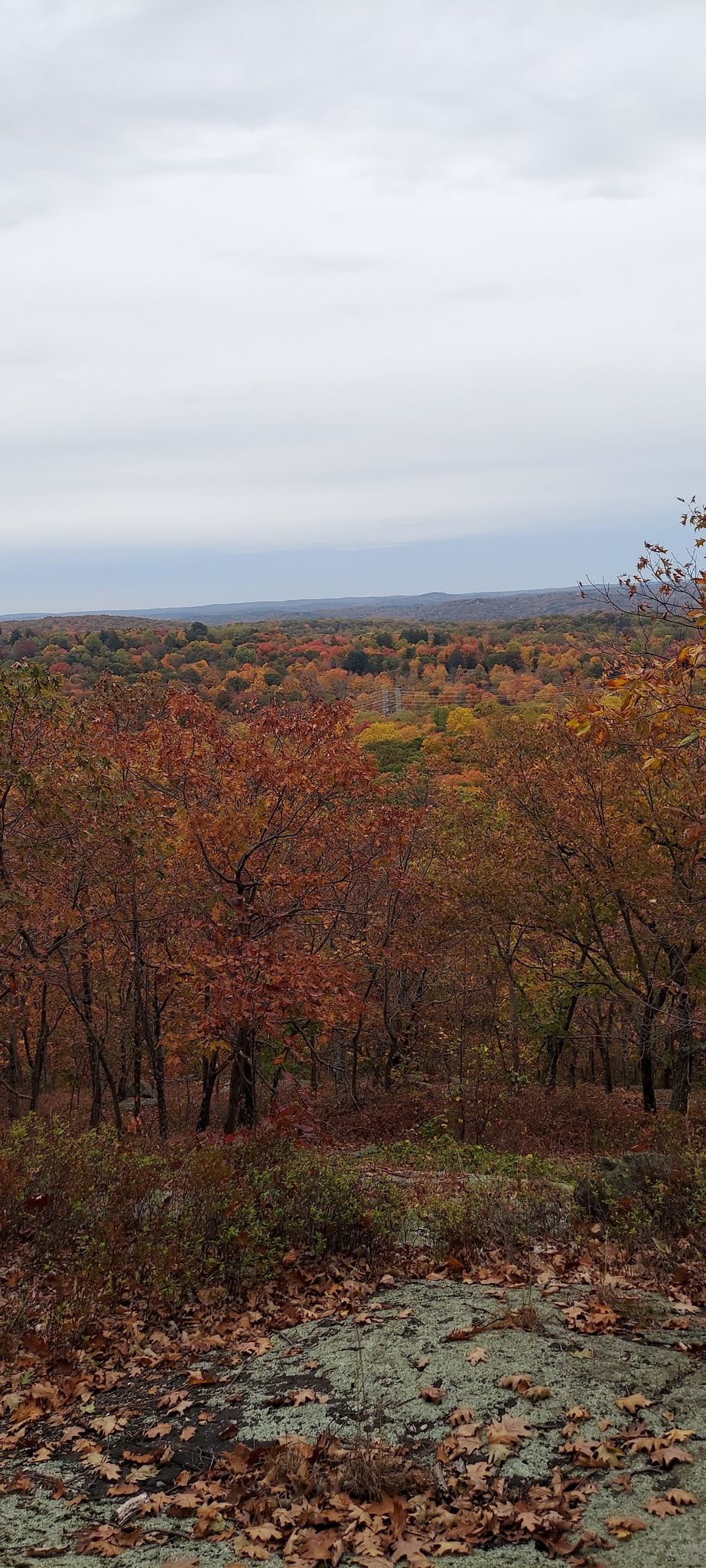 Expansive autumn forest vista with vibrant red and orange trees under an overcast sky. - Turkey Mountain Trail loop