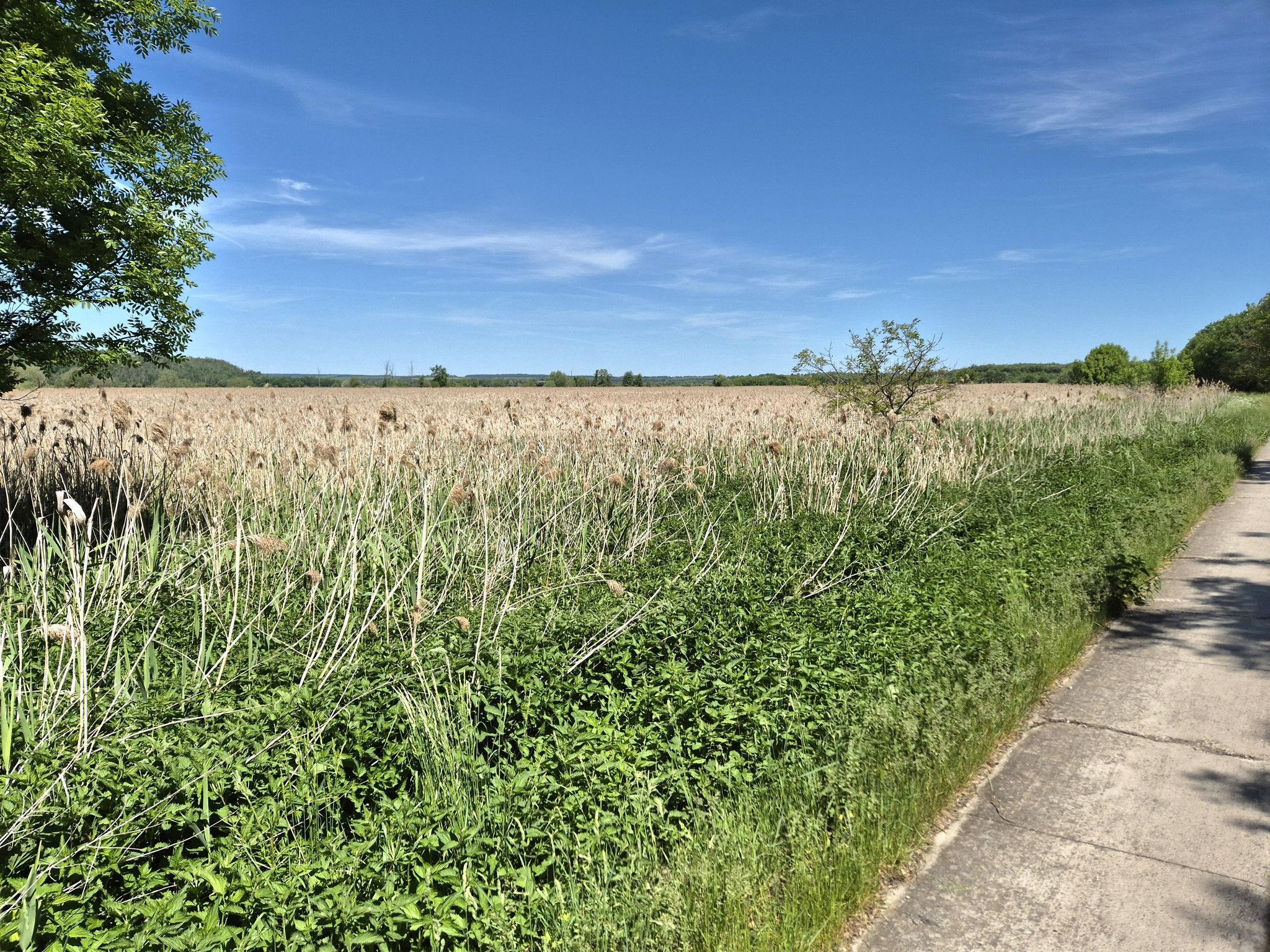 Weg am Vogelschutzgebiet