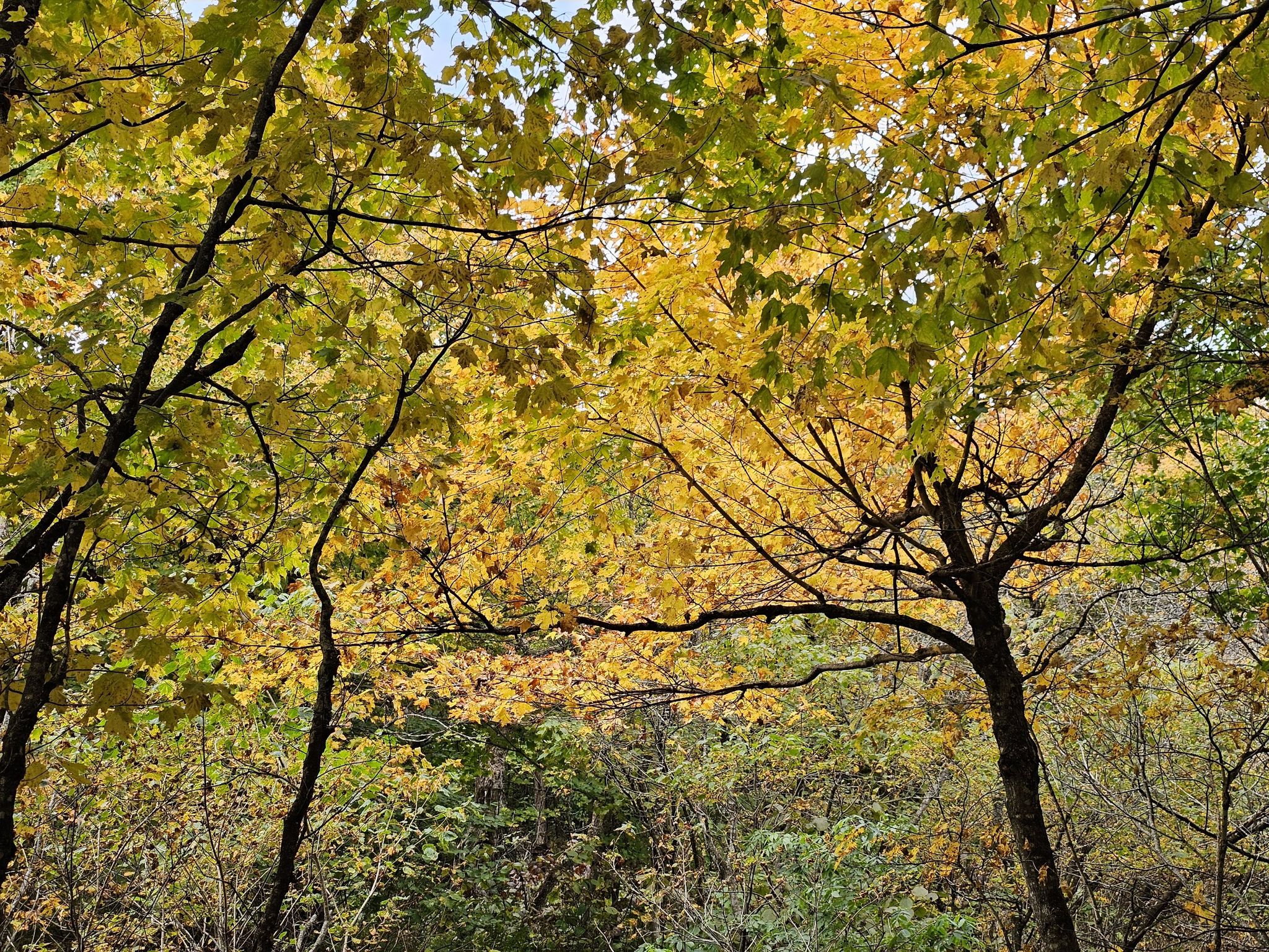 Vibrant yellow and green autumn leaves form a dense forest canopy. - Mount Pisgah Via North Trail