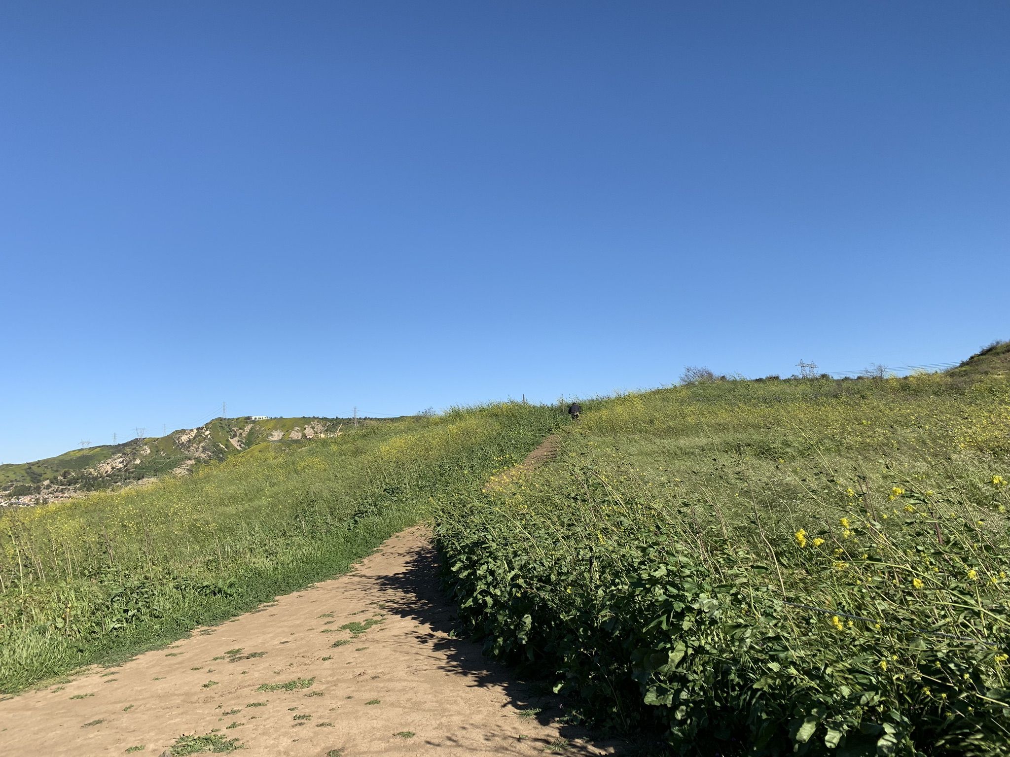 A dirt path winds up a sunny green hill under a clear blue sky. - Santiago Creek, Grasshopper and Oak Trail Loop