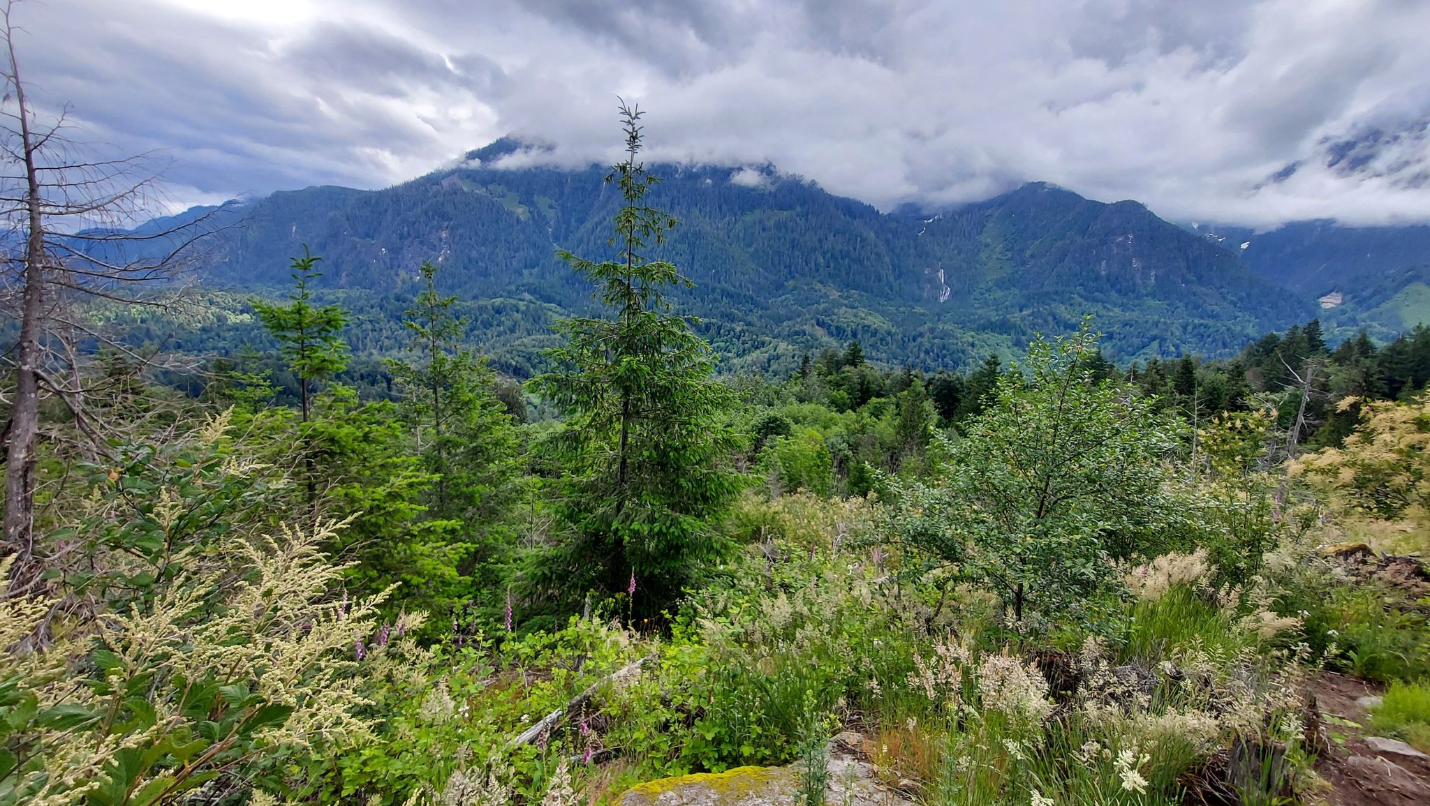 Overcast mountain landscape with dense green forest and wildflowers. - Leovy Trail