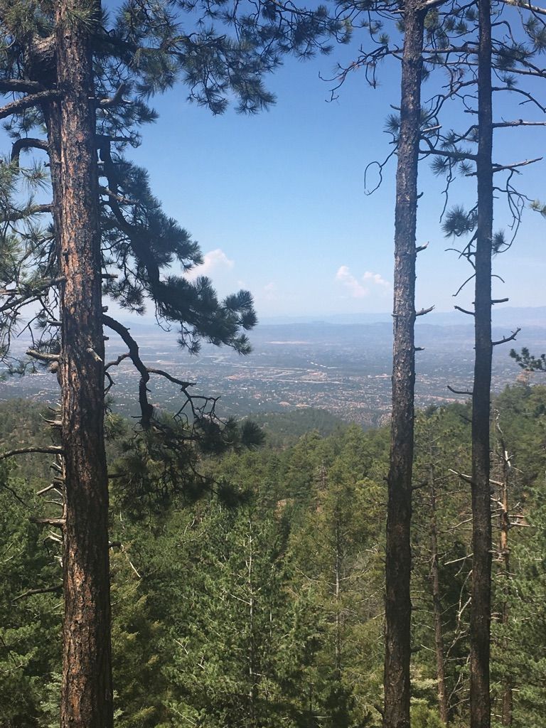 Sunny view through tall pine trees overlooking a distant urban landscape. - Chamisa and Borrego Loop