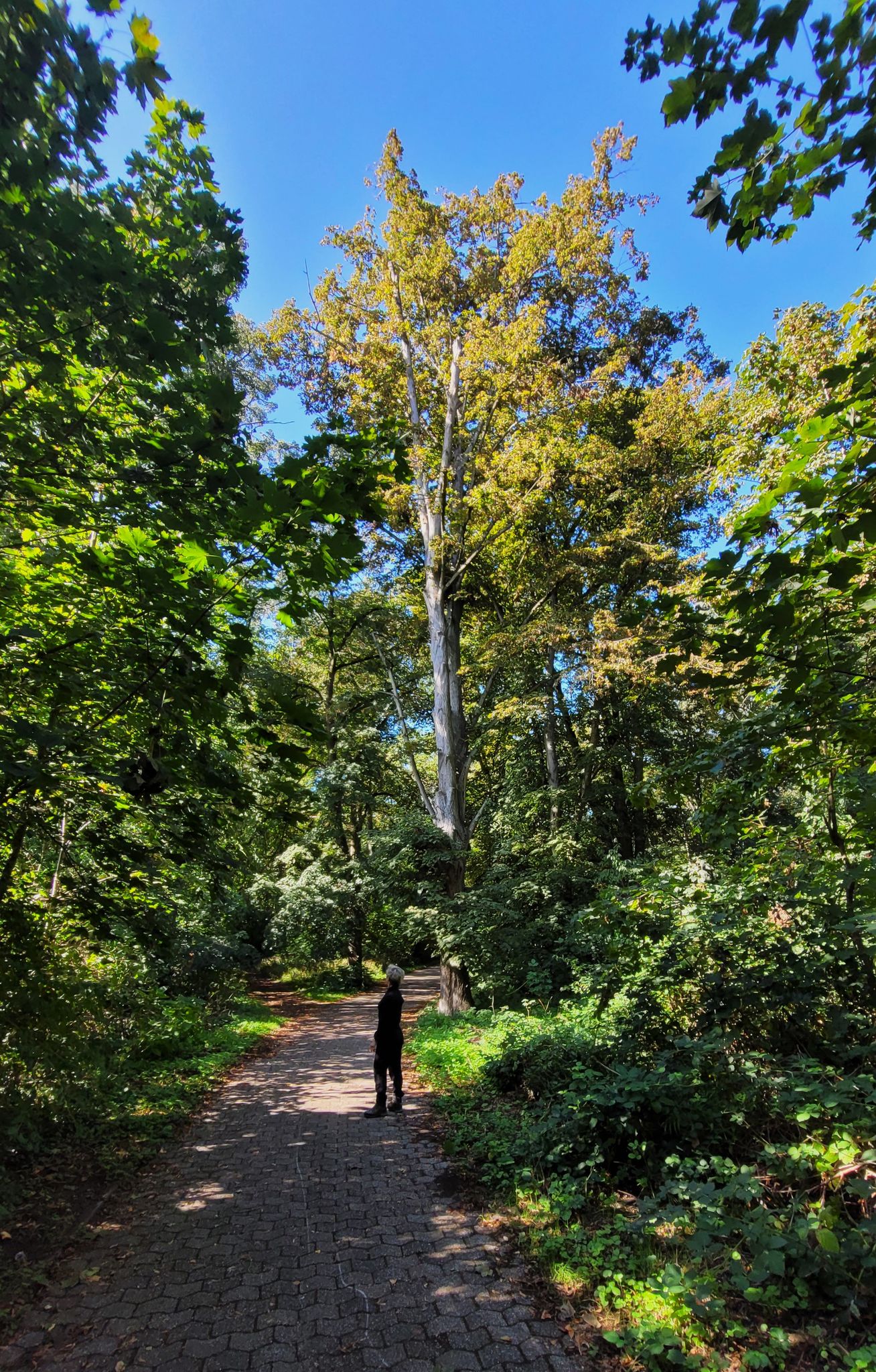 Der Lennebergwald mit herrlich altem Baumbestand.