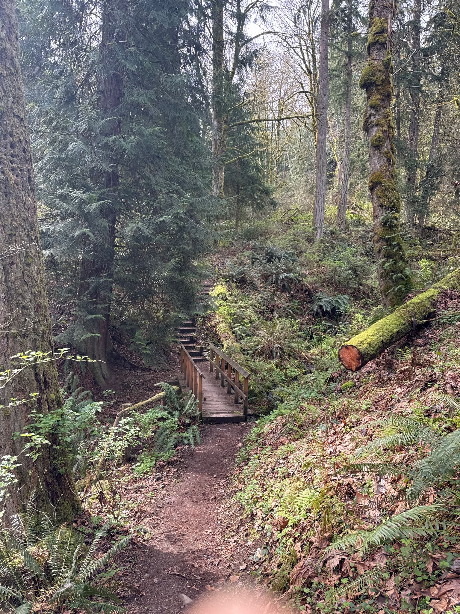 A wooden bridge and stairs on a dirt path in a lush, green forest. - Squak Mountain's East Side Loop