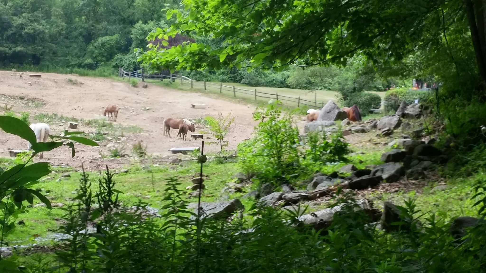 Several horses graze in a sunny, fenced, open field surrounded by trees. - Quinnipiac Trail to Roaring Brook Falls