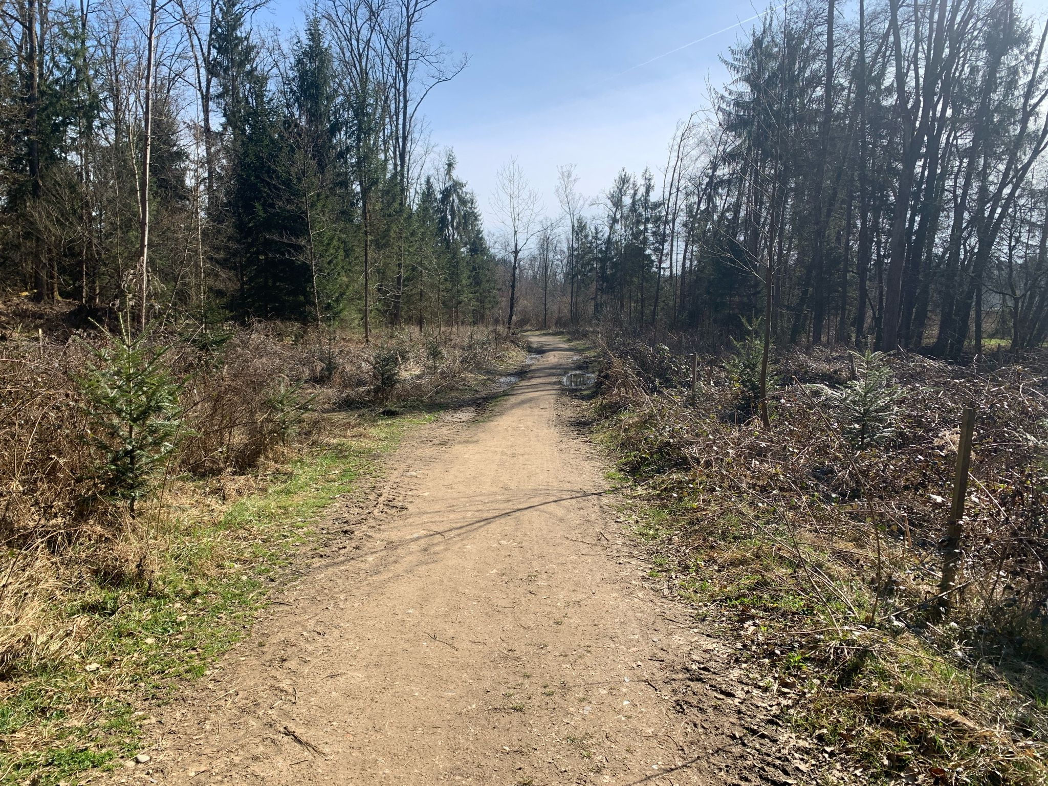 Zur Waldautobahn