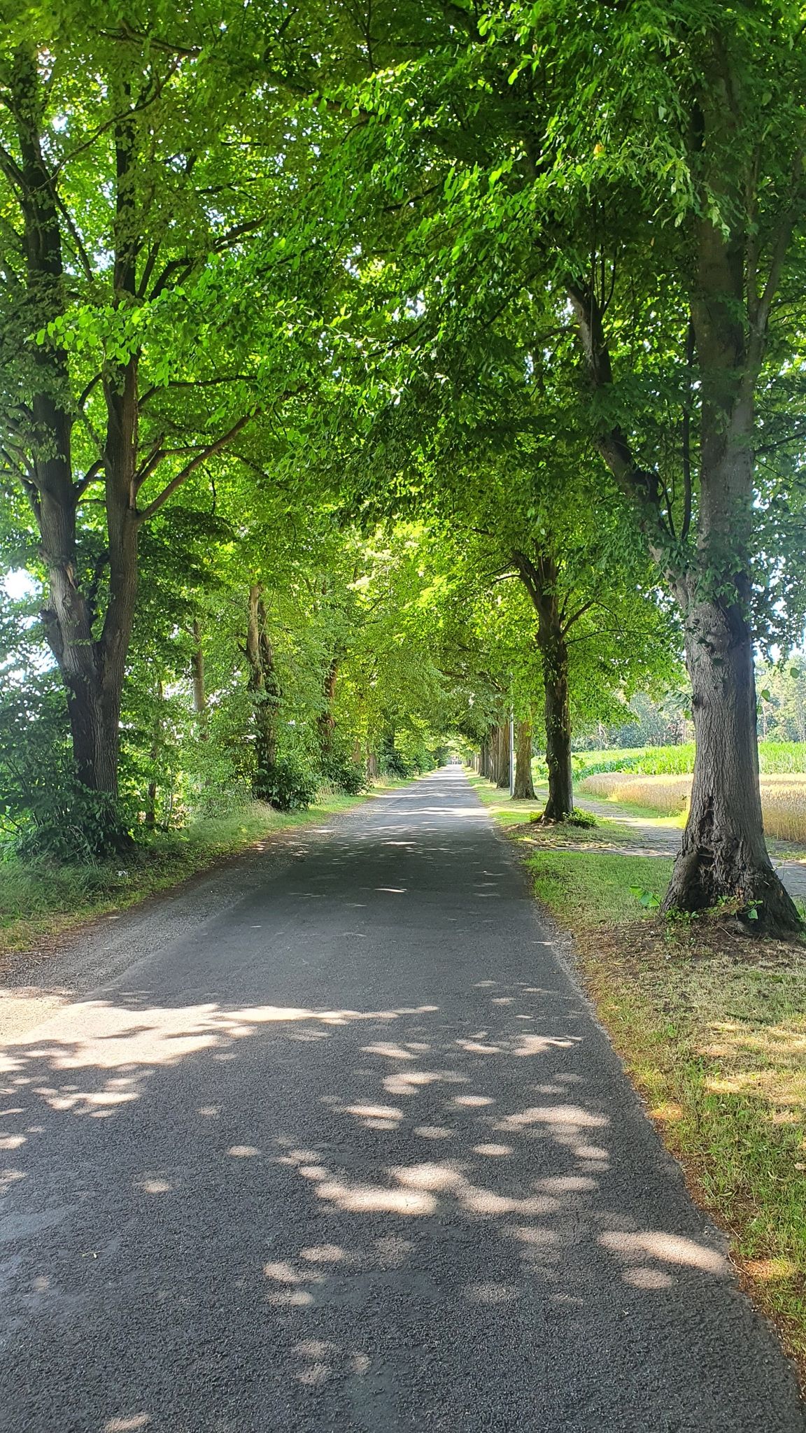 Schöne Allee