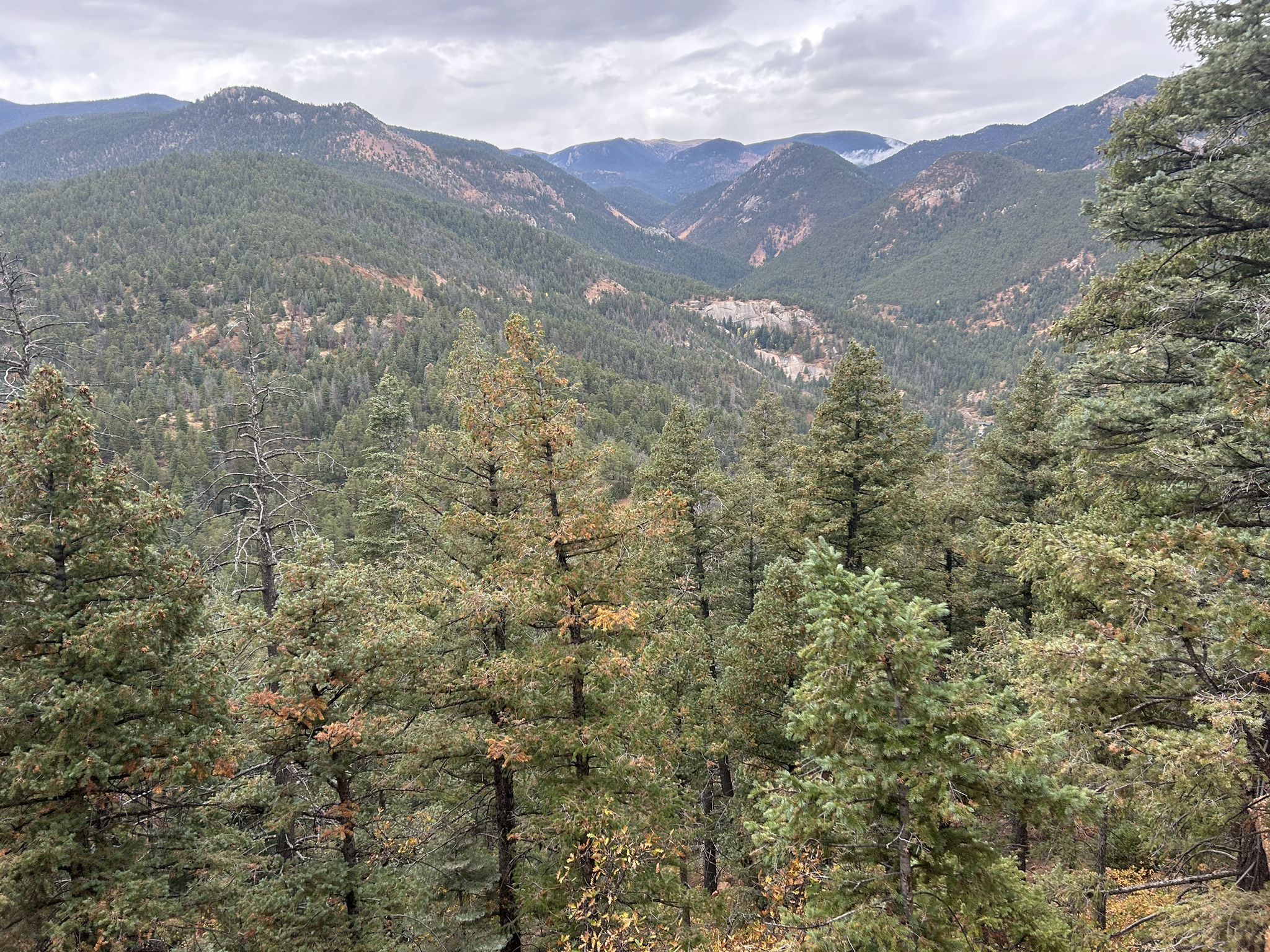 Dense pine forest with rolling hills and distant mountains under cloudy sky. - Helen Hunt Falls – Mount Muscoco loop from North Cheyenne Cañon Park