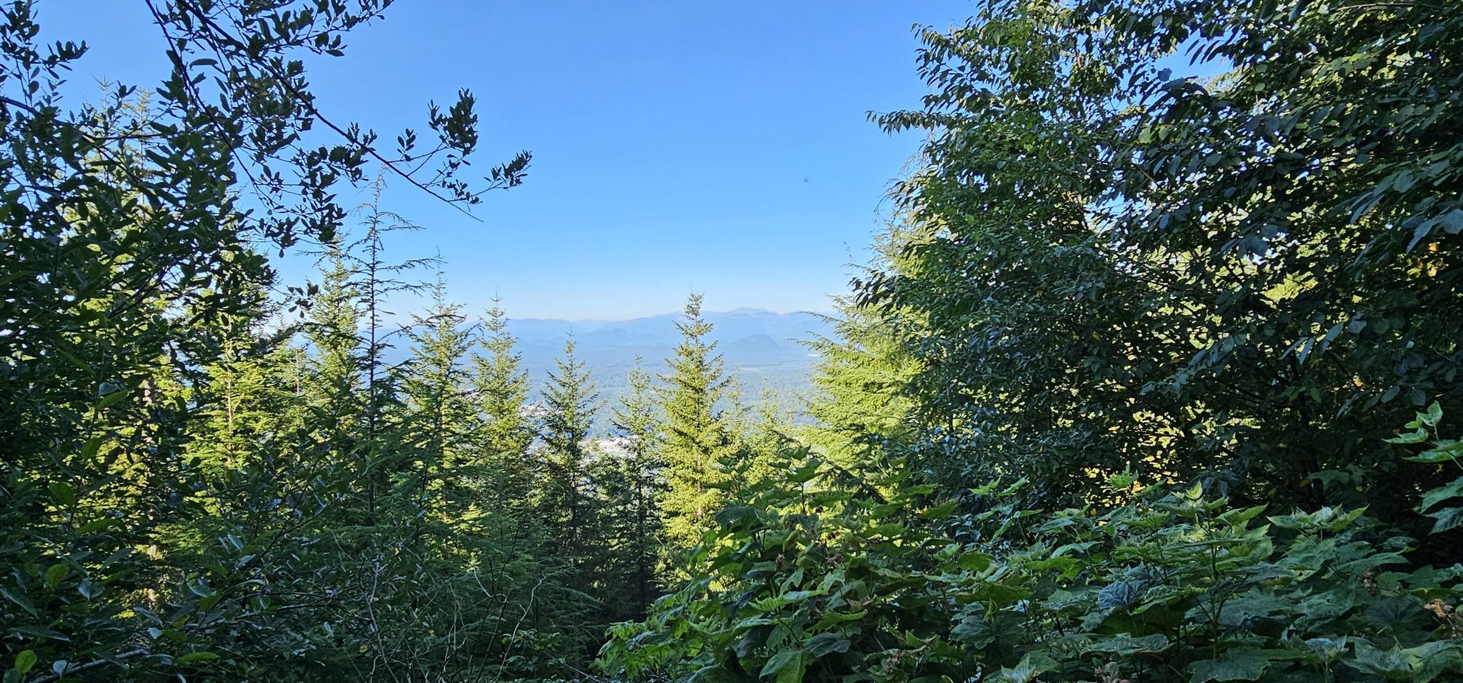 Distant mountains visible through a dense forest canopy on a sunny day. - Stan's Overlook loop from North Bend