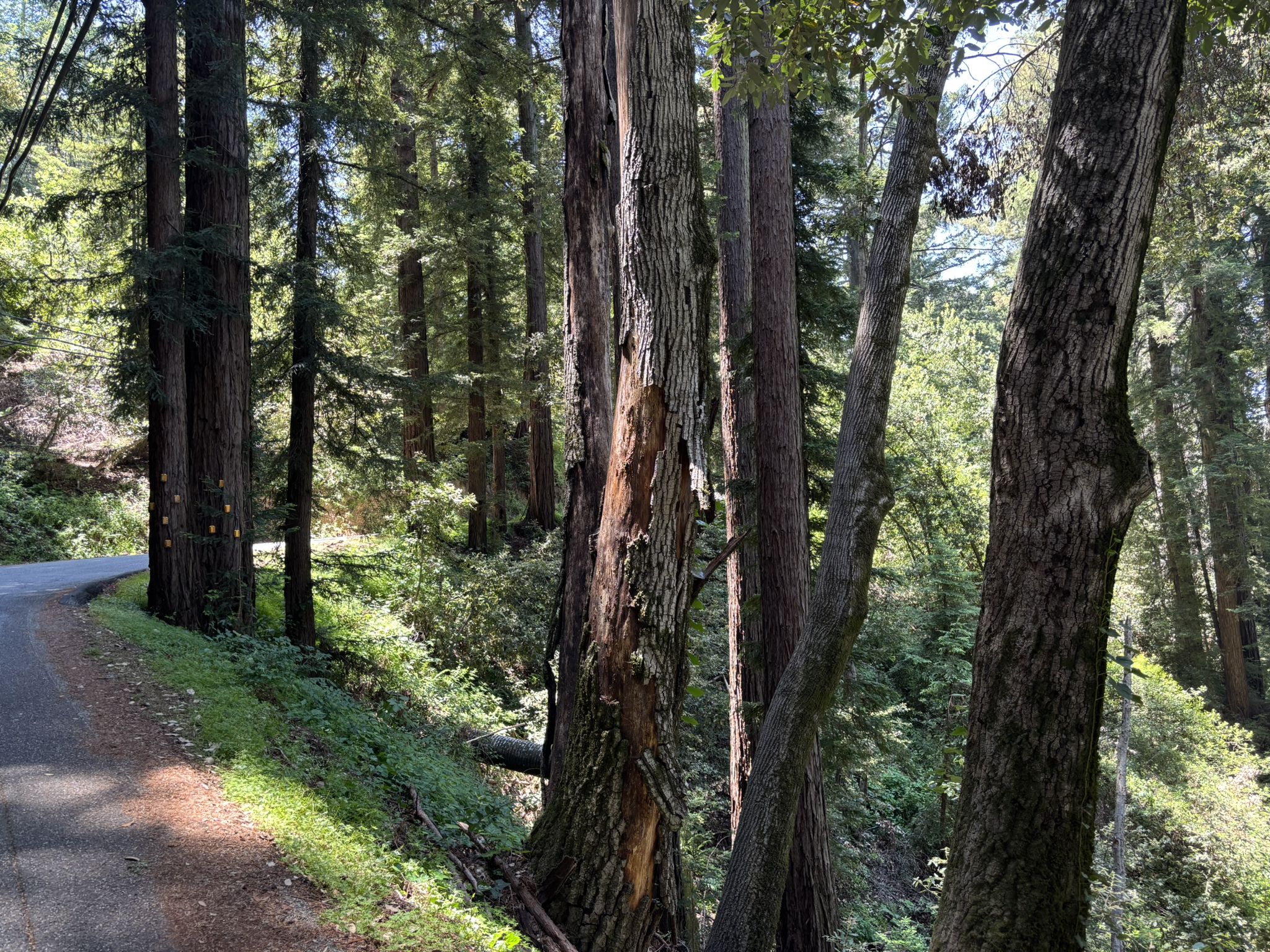 Sunlit tall trees line a paved path through a dense forest. - Mountain Charlie Road – Mountain Charlie Rd loop from Redwood Estates