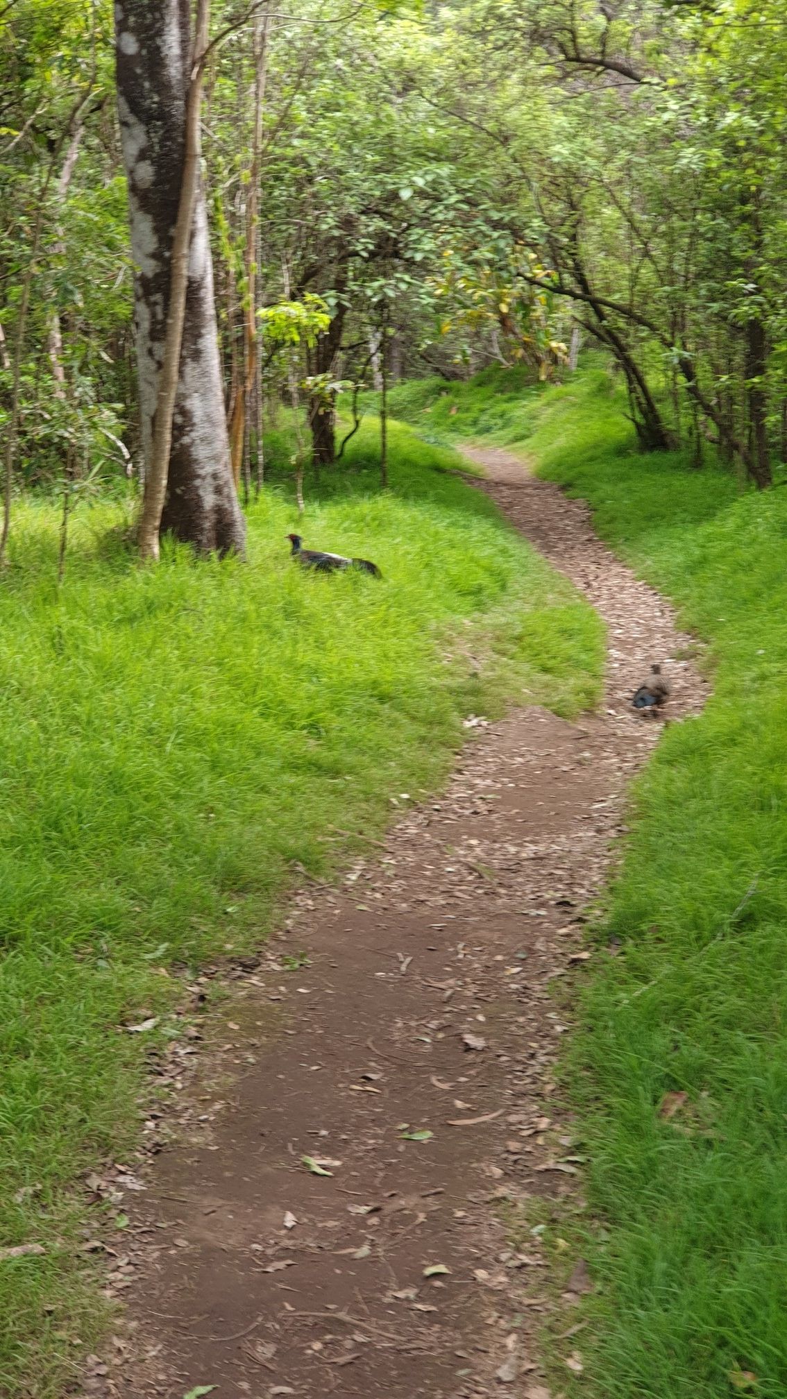 Winding dirt path through bright green grass with birds in a sunlit forest. - Kīpuka Puaulu Trail