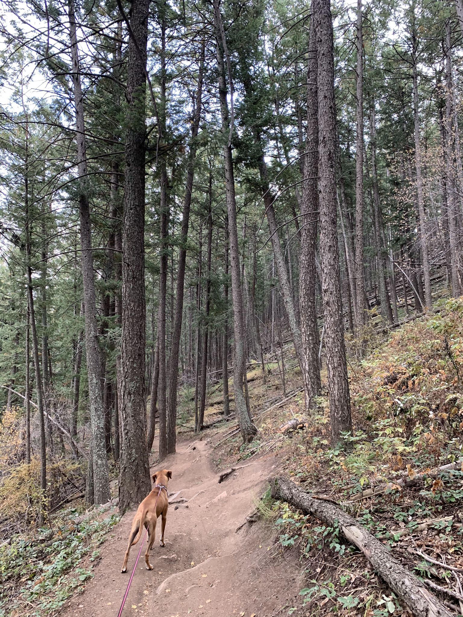 Brown dog on a dirt trail winding through a dense pine forest. - Apex, Argos, and Enchanted Forest Loop
