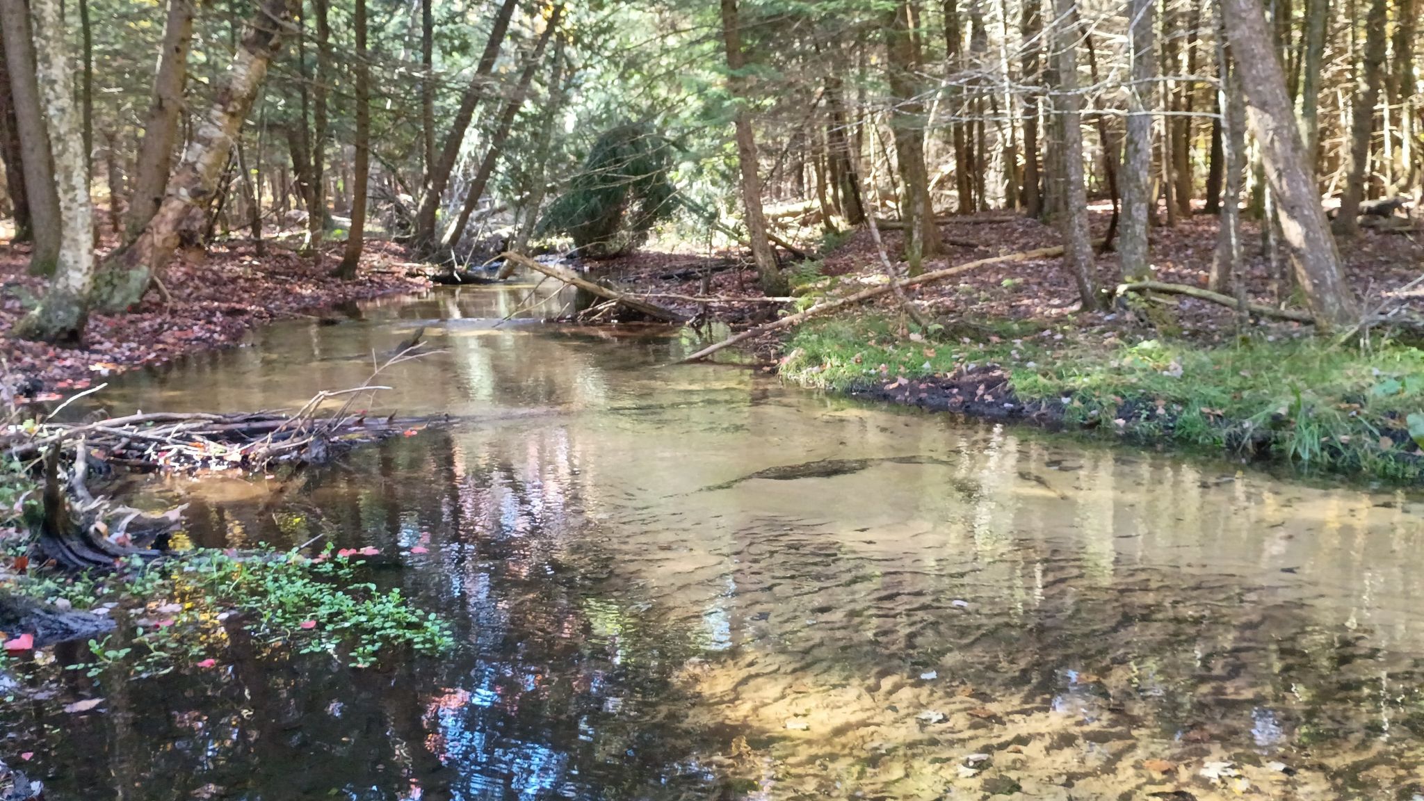 Clear stream flowing through a sunlit forest with fallen leaves. - McCune Nature Preserve Trail
