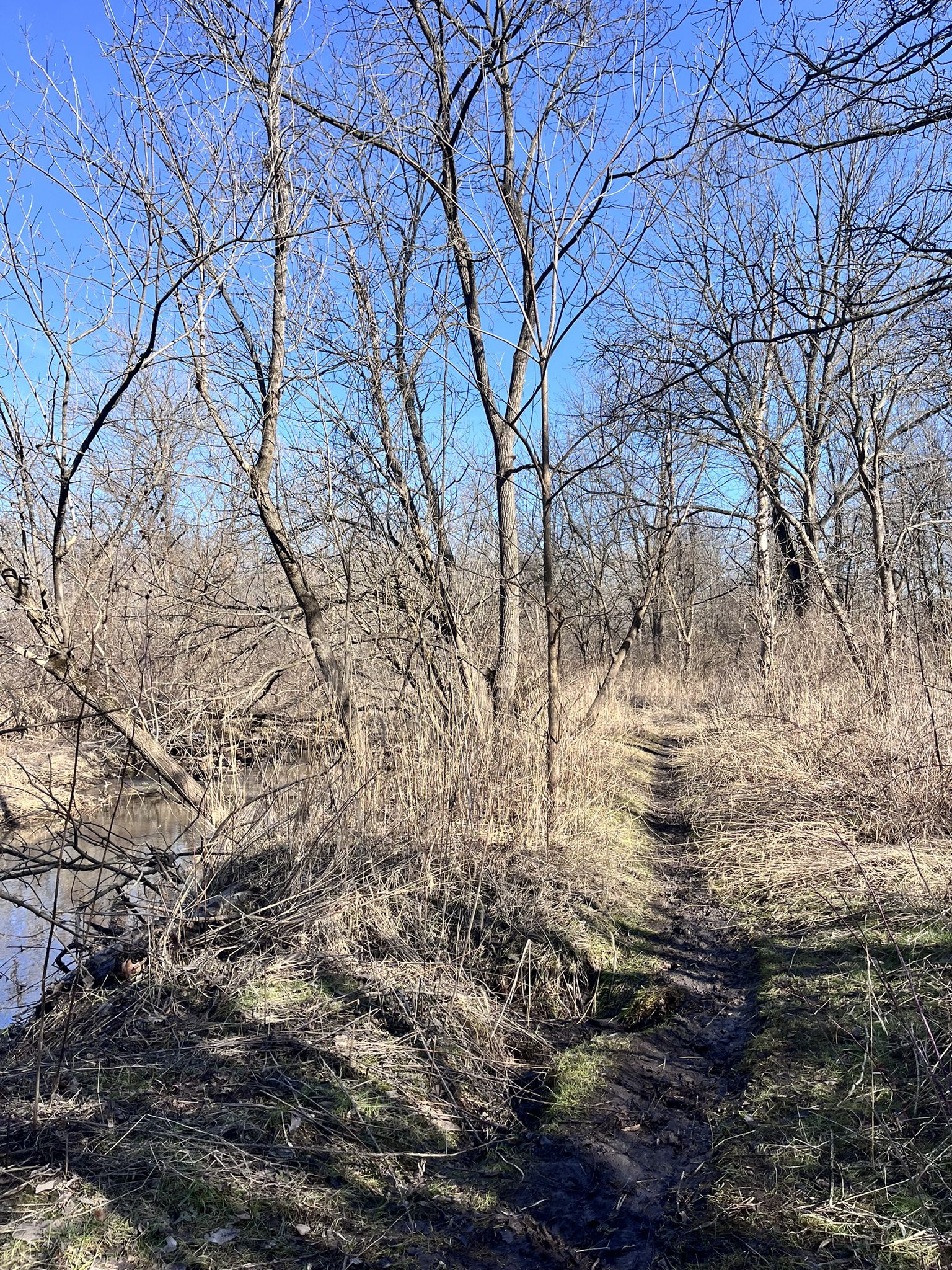 Narrow dirt path winds through bare trees and dry grass beside water. - Horlock Hill Prairie Leroy Oaks Loop Trail