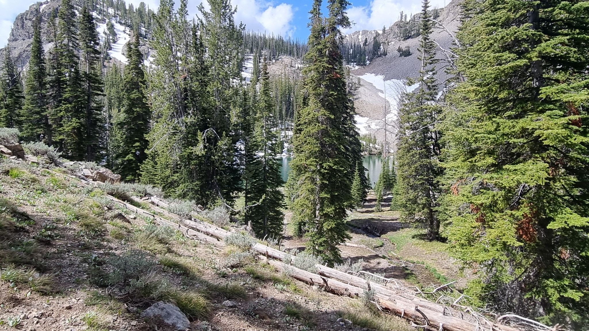 Steep forested hillside with fallen logs, overlooking a distant mountain lake. - Norton Lake Trail