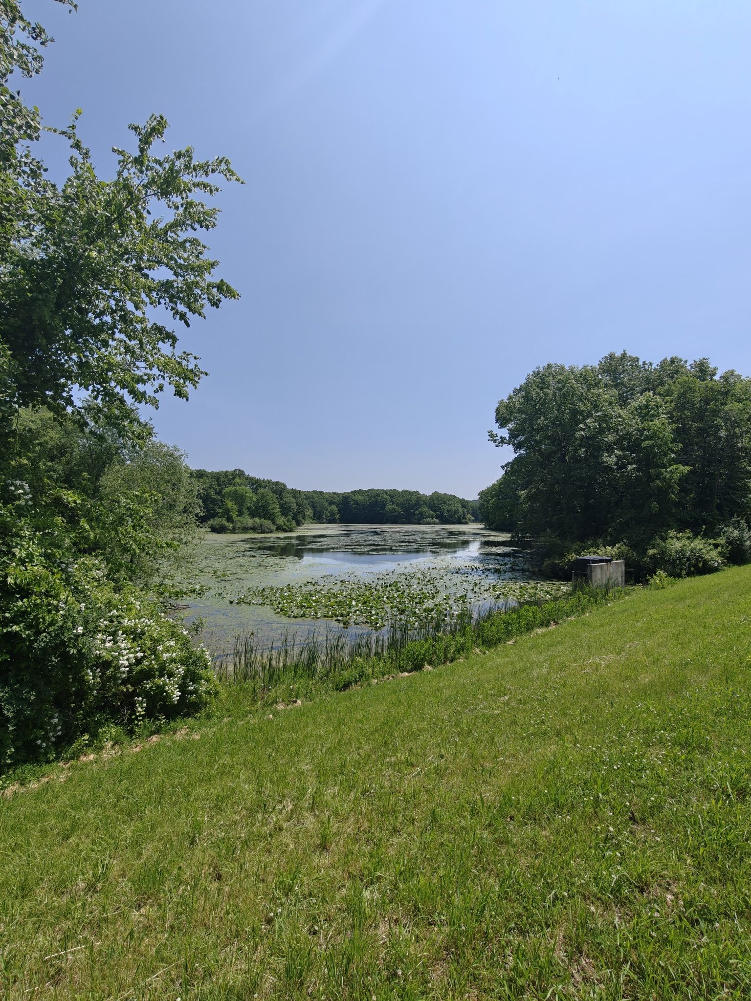 Sunny lake covered in lily pads, surrounded by green trees and grassy slope. - Holly State Recreation Area Wilderness Trail