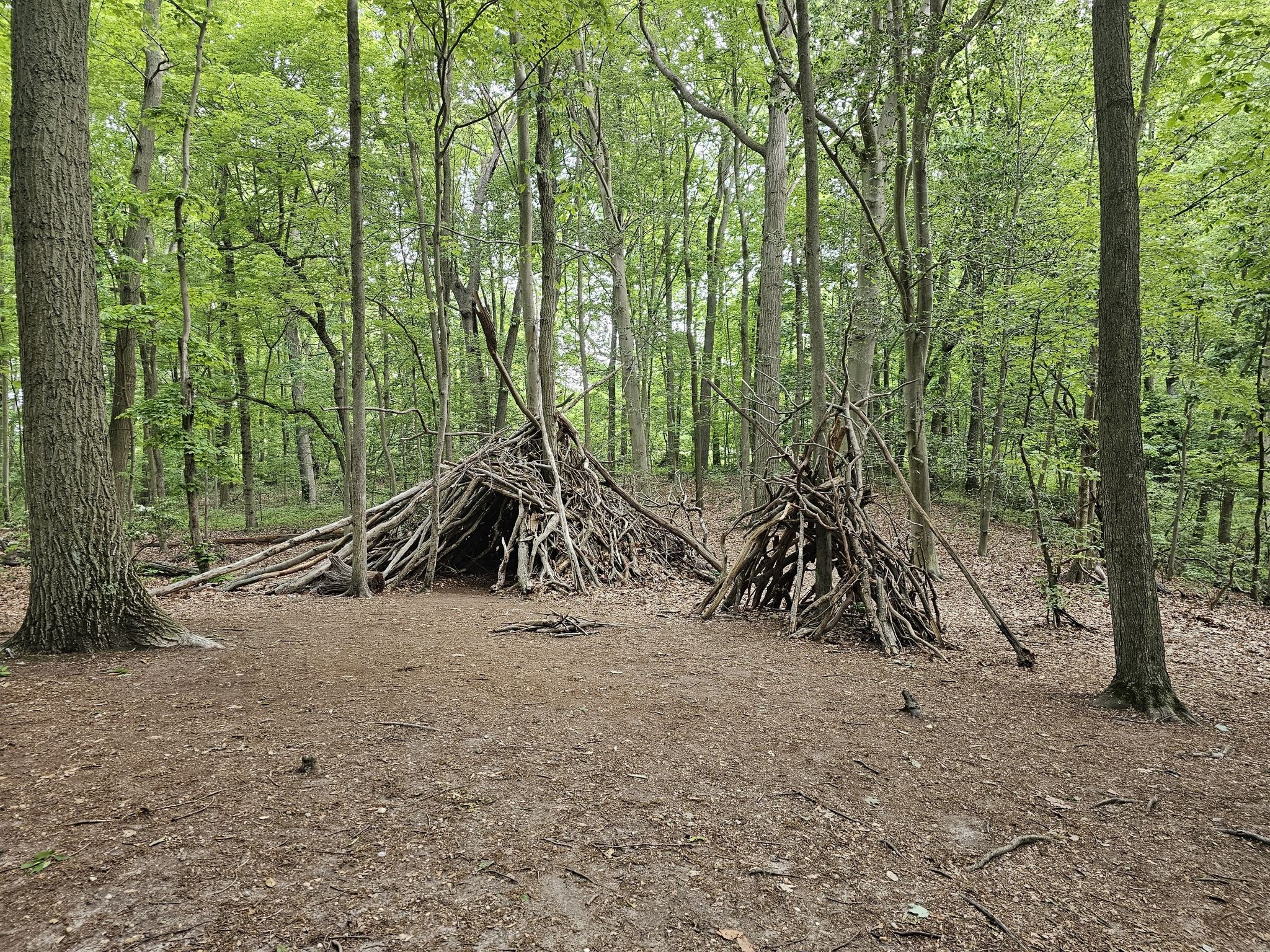 Two rustic stick shelters stand on a dirt clearing in a green forest. - Nassau/Suffolk Greenbelt Trail