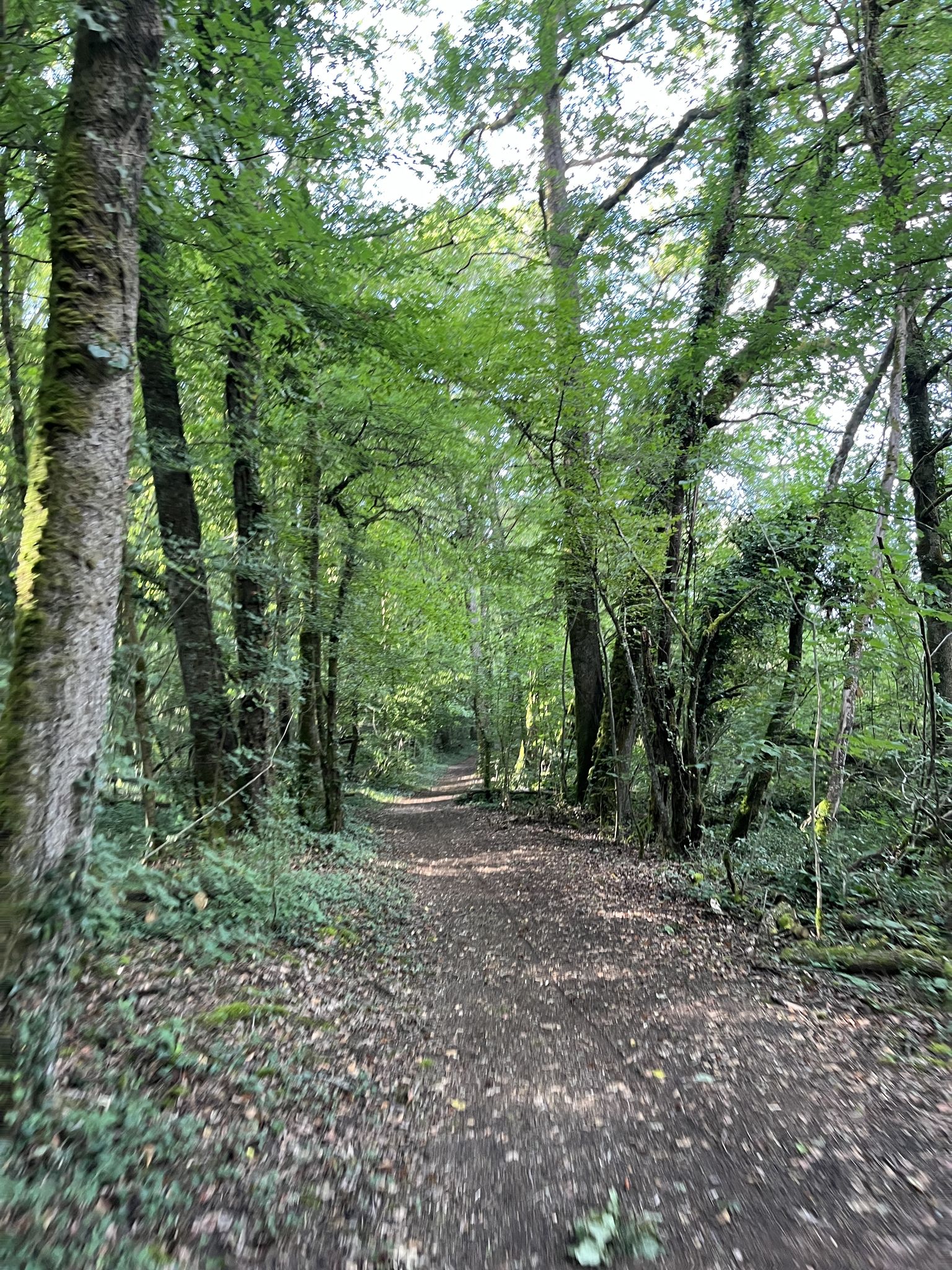 Piste forestière du lac de la Mouche