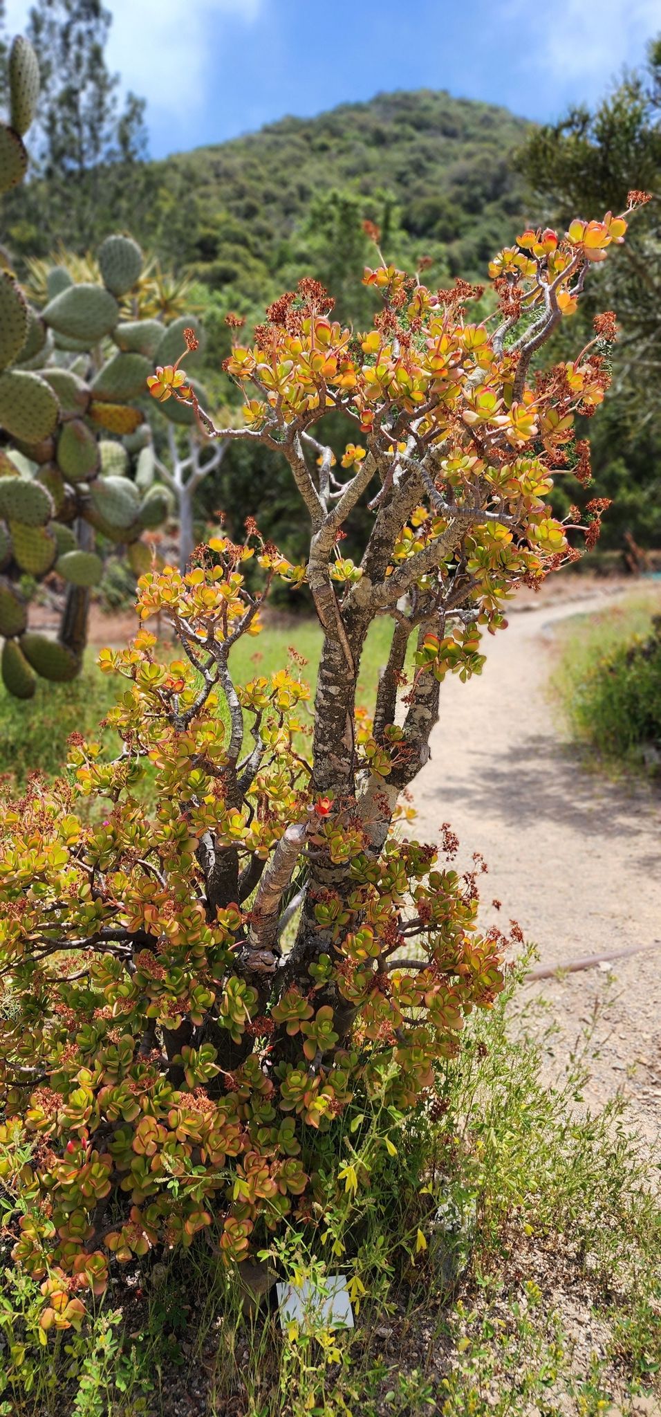 A vibrant yellow-orange plant next to a dirt path on a sunny day. - Garden to Sky Trail