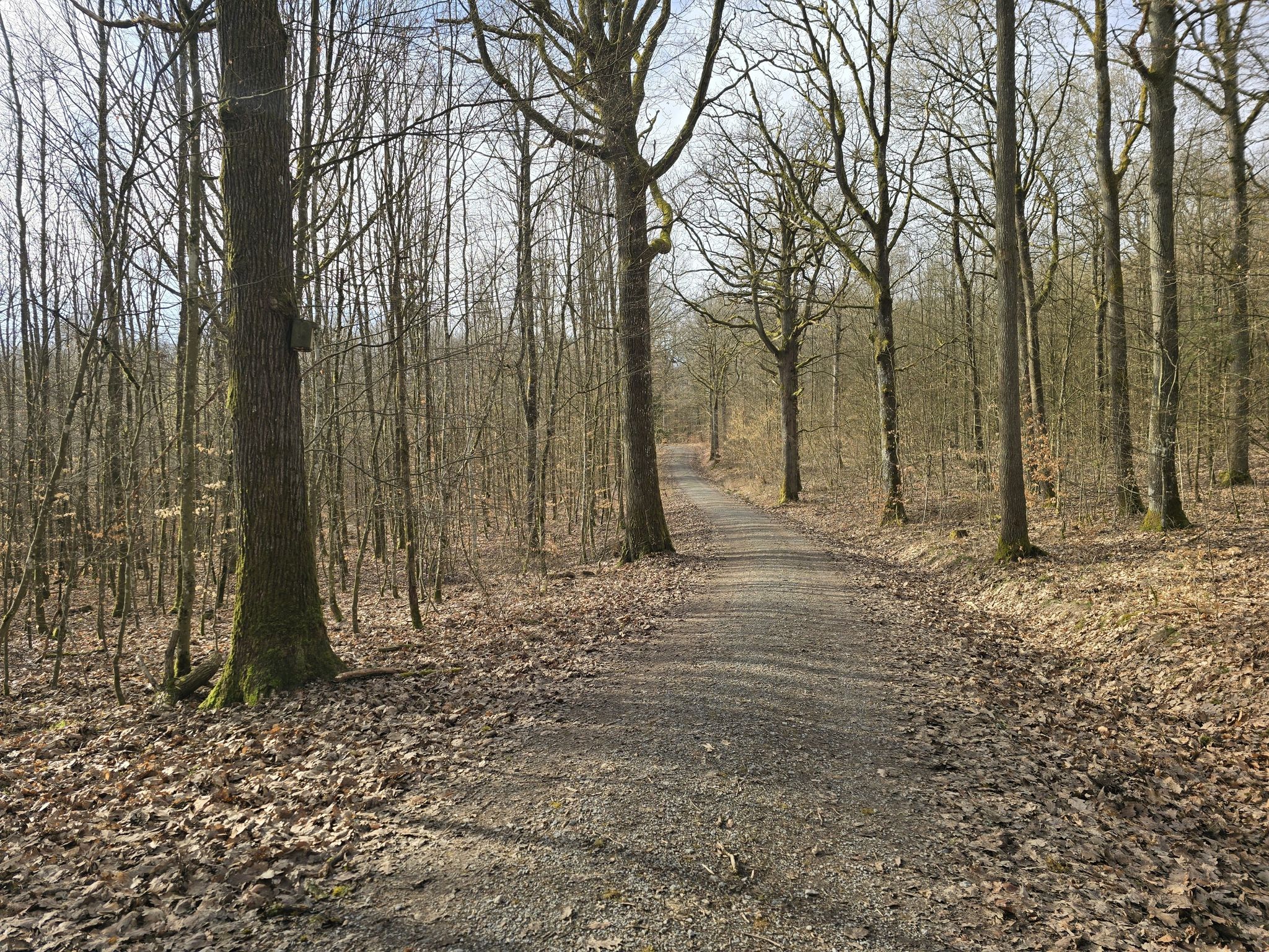 der Originalpfad - Römerweg - im Pfändhäuser Wald war nicht benutzbar/weil zugewachsen