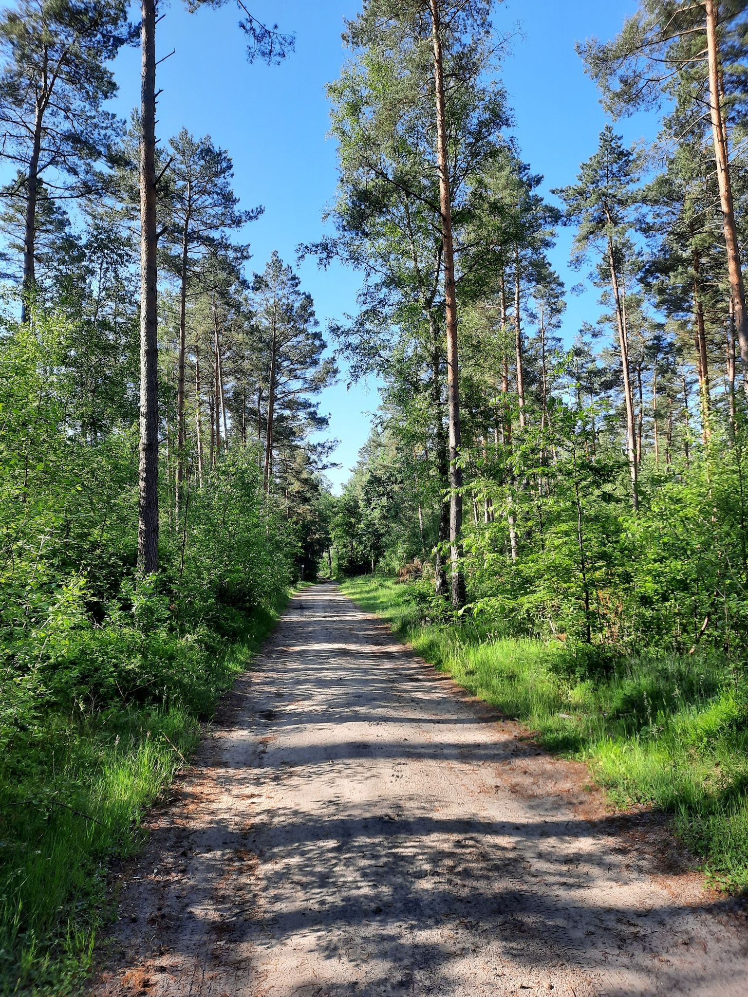 schöner Waldweg