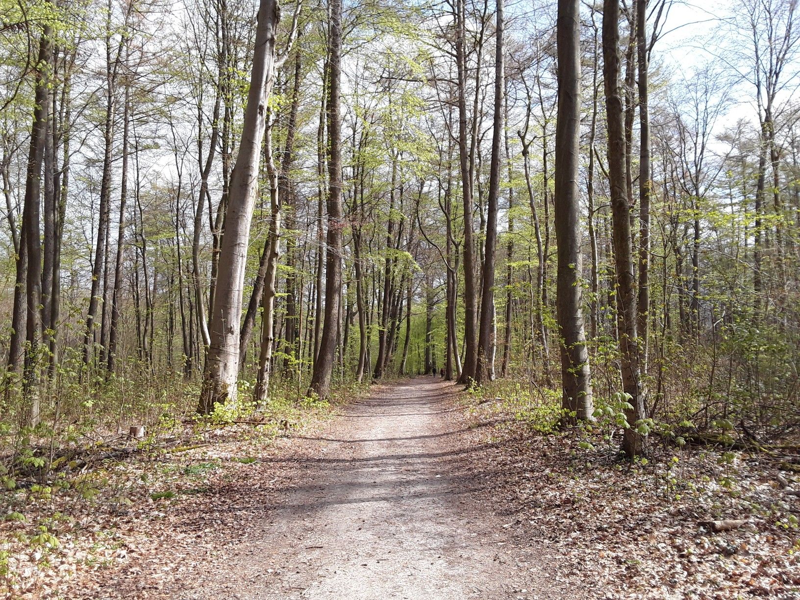 im Schwerter Wald