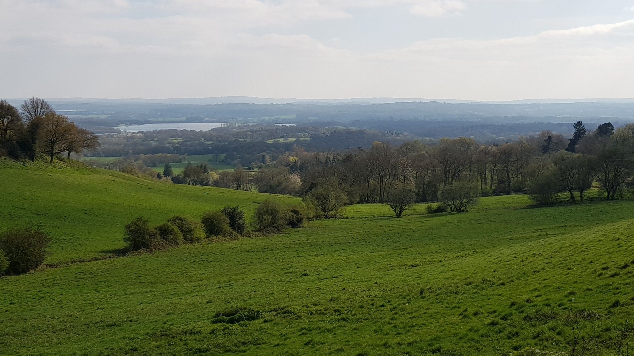 BOUGH BEECH FROM IDE HILL