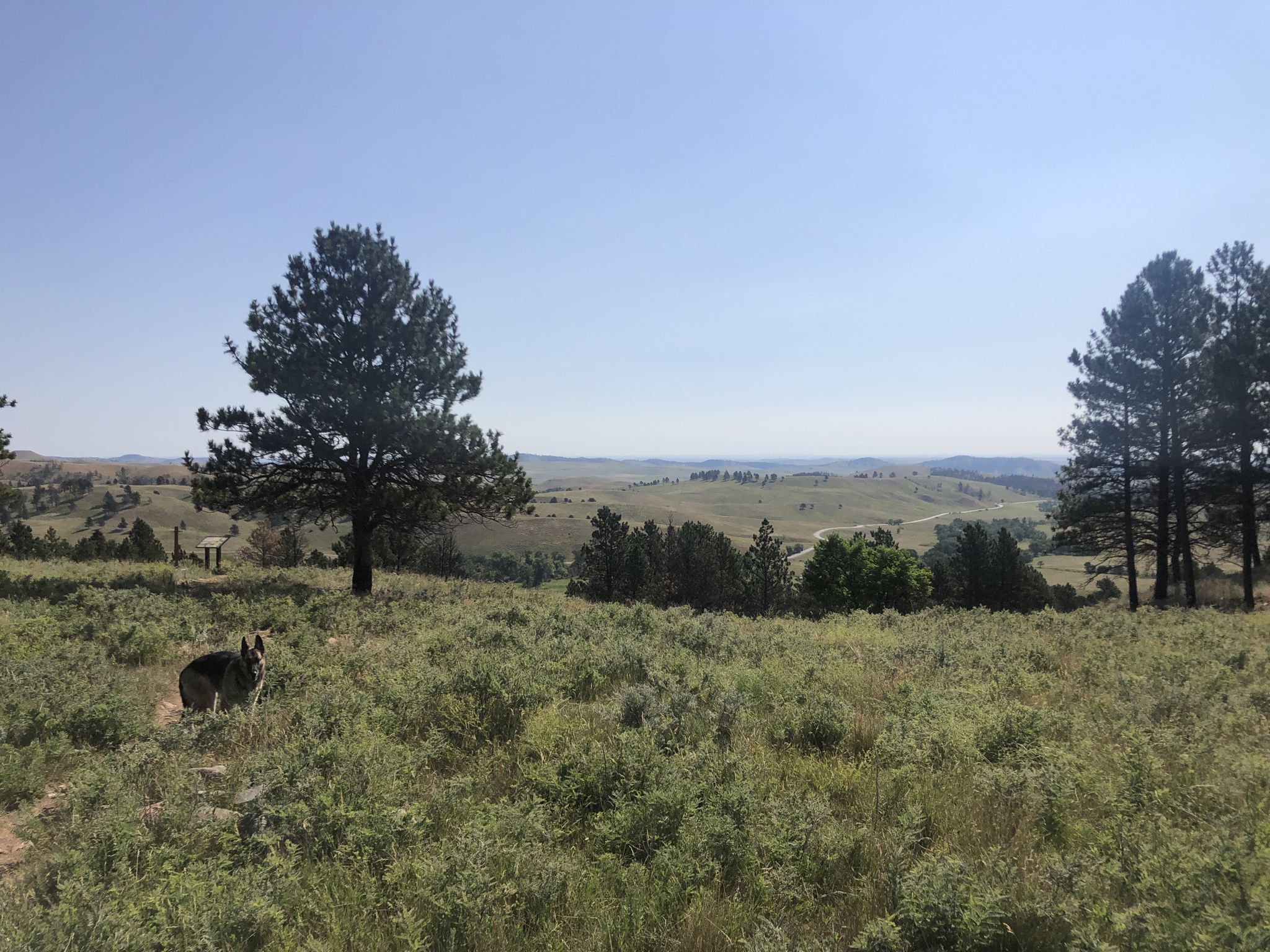 A dog stands in a sunny, grassy field with scattered pine trees. - Prairie Trail Loop