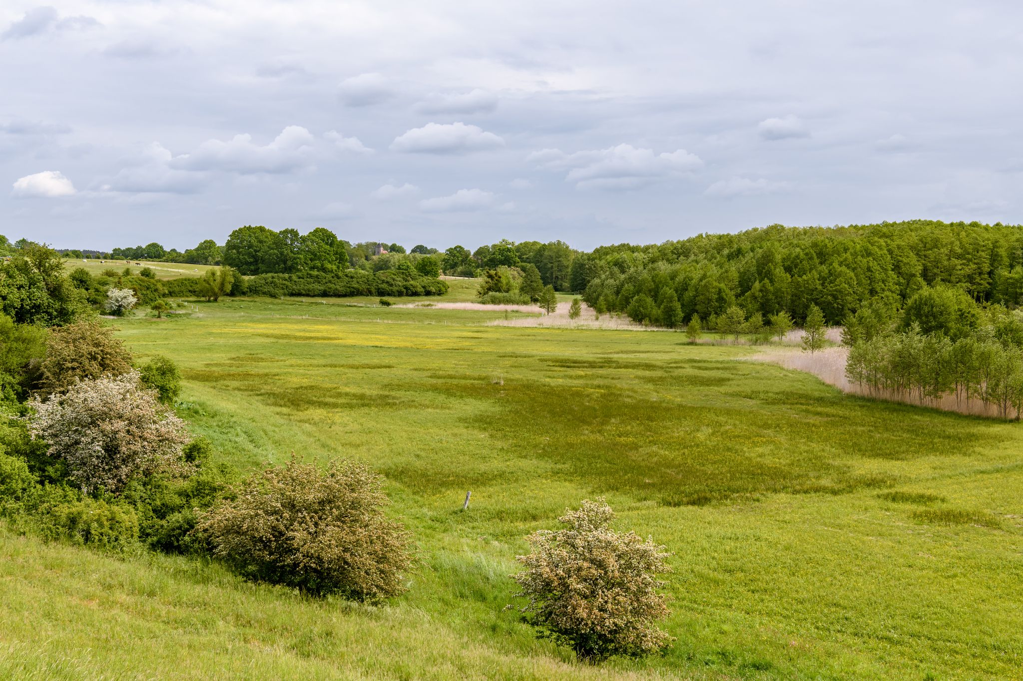 Blick auf das Naturschutzgebiet Ruhlsdorfer Bruch