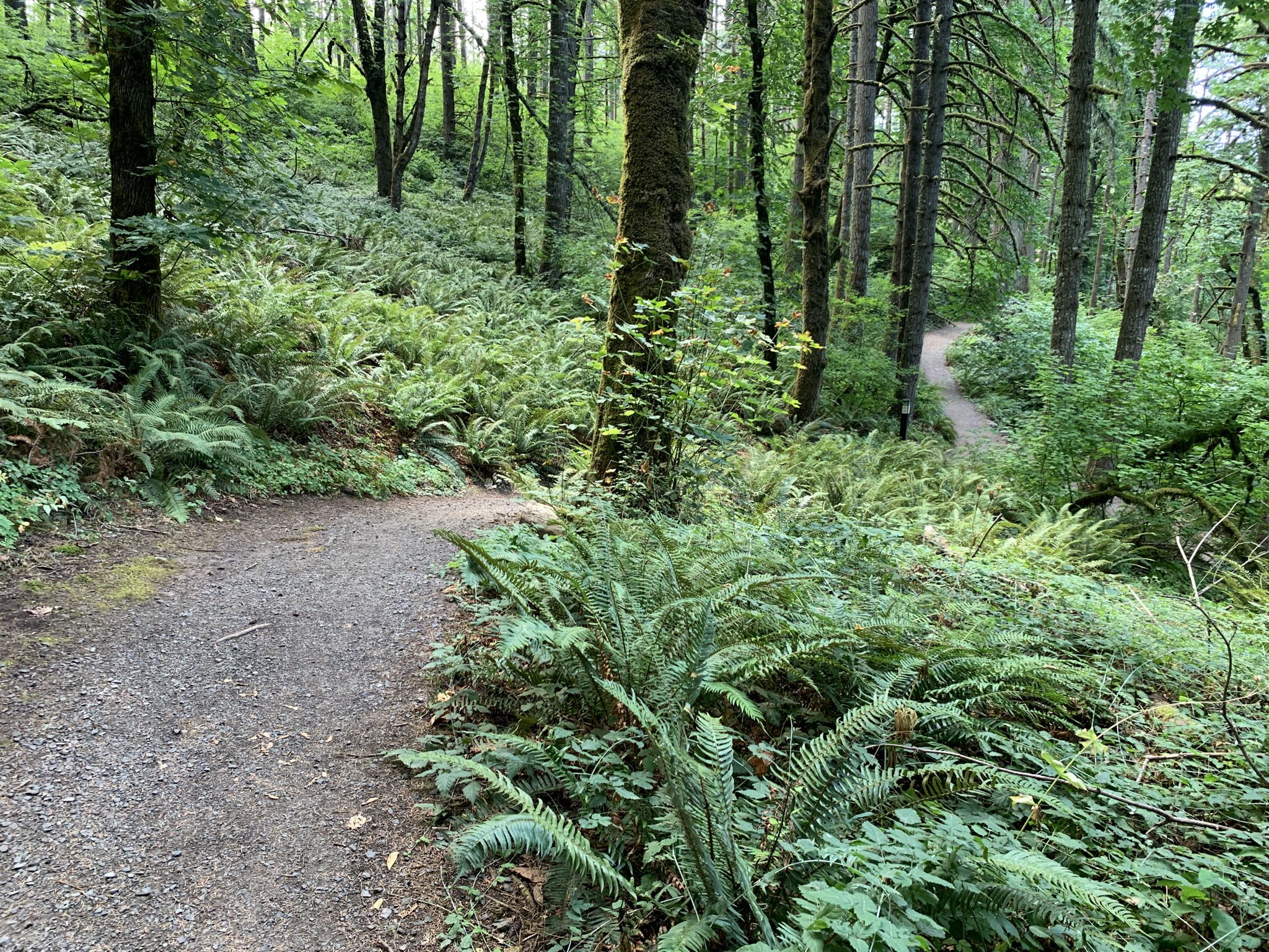 A dirt path forks in a lush, green forest with ferns under soft light. - Ridgeline Trail: Fox Hollow to Mt. Baldy Loop