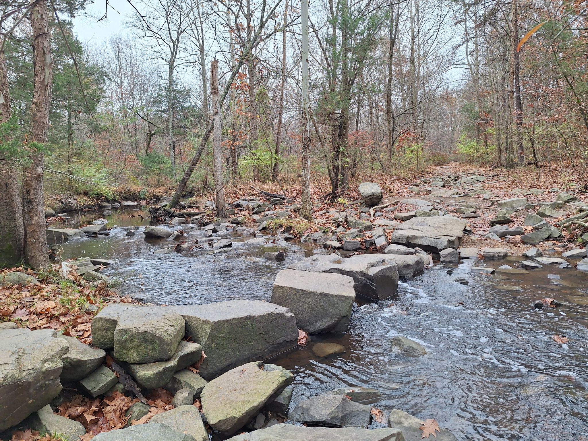 Rocky stream flows through a forest with bare trees and fallen leaves. - Sugarland Run Stream Valley Trail