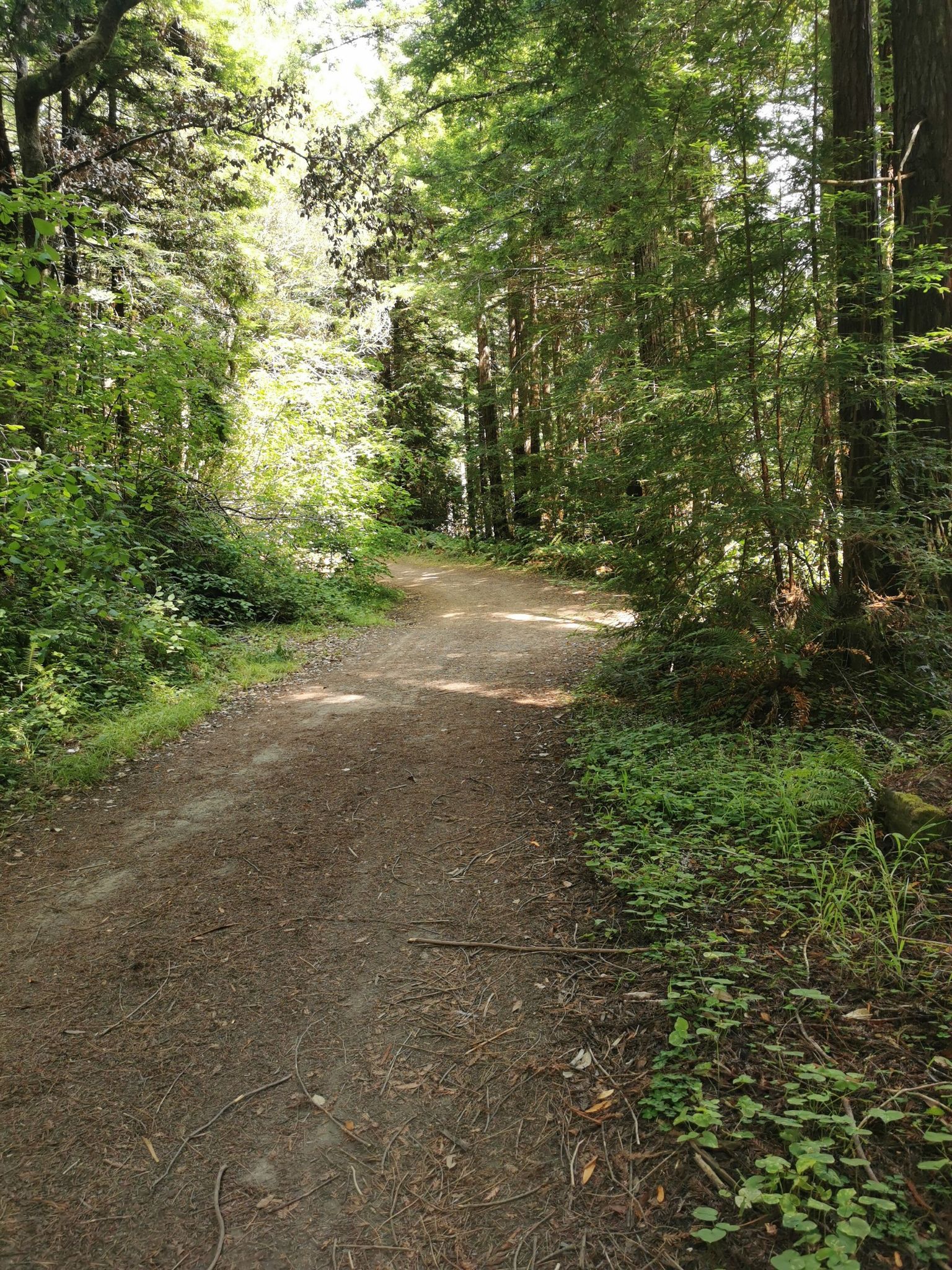A sun-dappled dirt path winds through a dense green forest. - Willow Creek Fire Road loop from Campsite 4