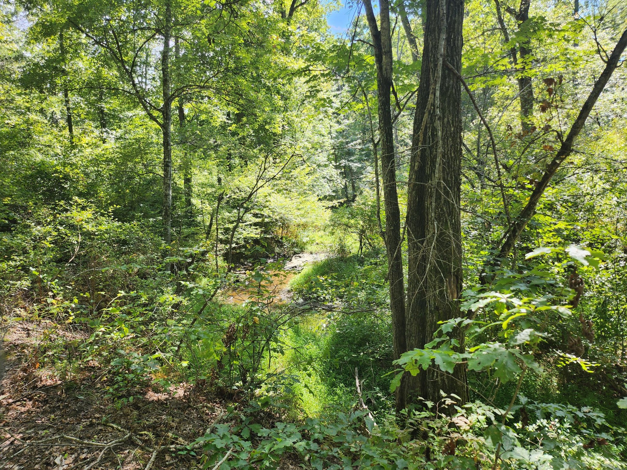 A narrow stream winds through a dense, sun-dappled green forest. - High Meadows Trail loop from Prince William Forest Park