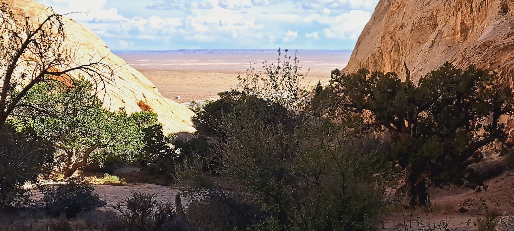 Green trees and shrubs in a canyon with rock walls under a cloudy sky. - Wild Horse Window Trail