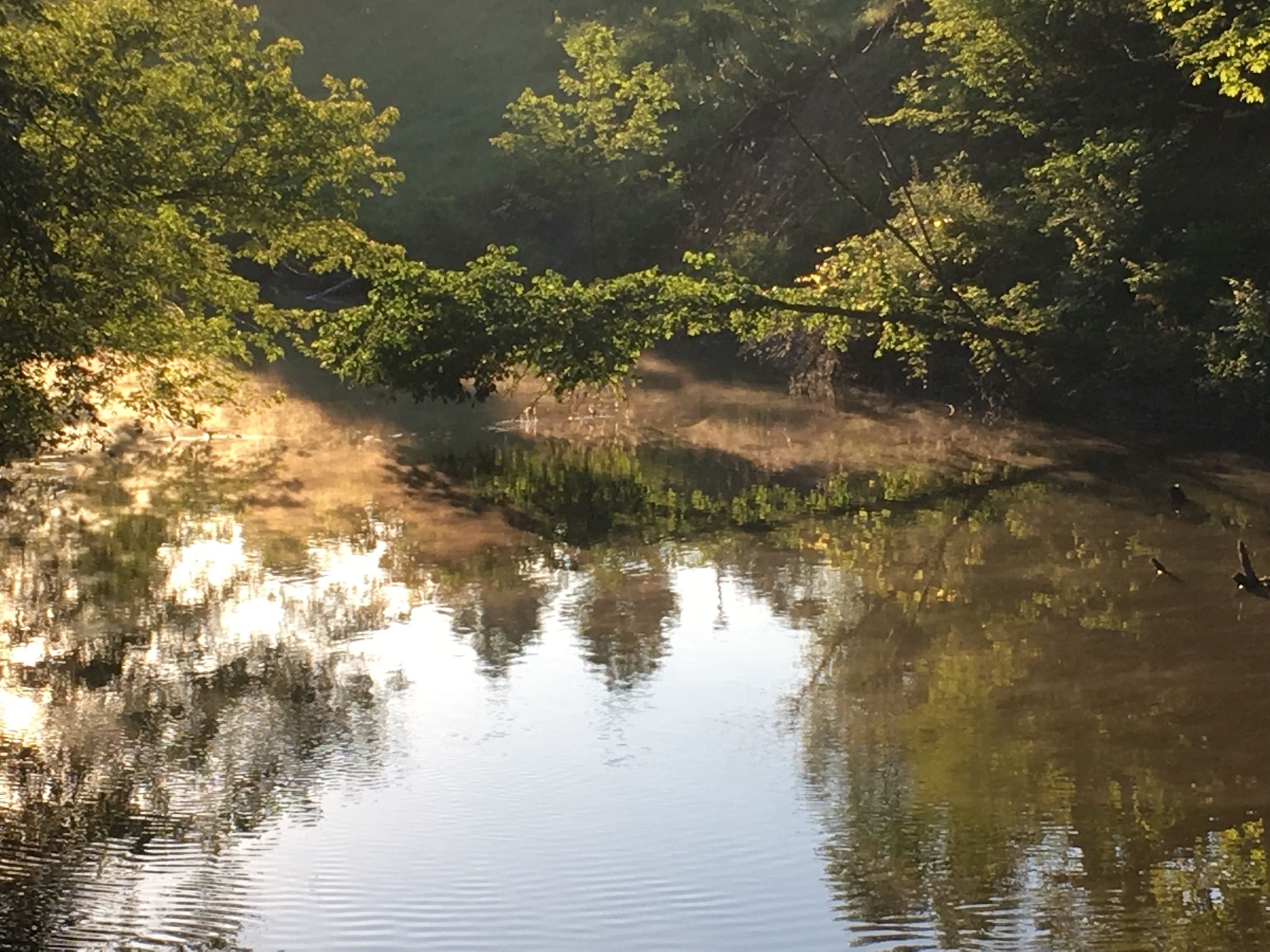 Golden sunlight reflects on calm water surrounded by lush green trees. - Rouge River Gateway Trail