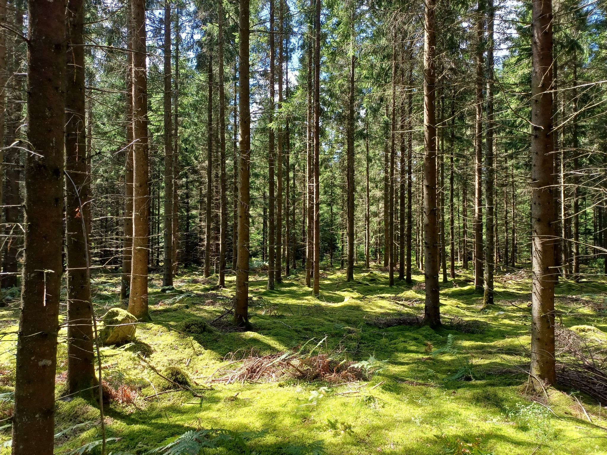 Wald
