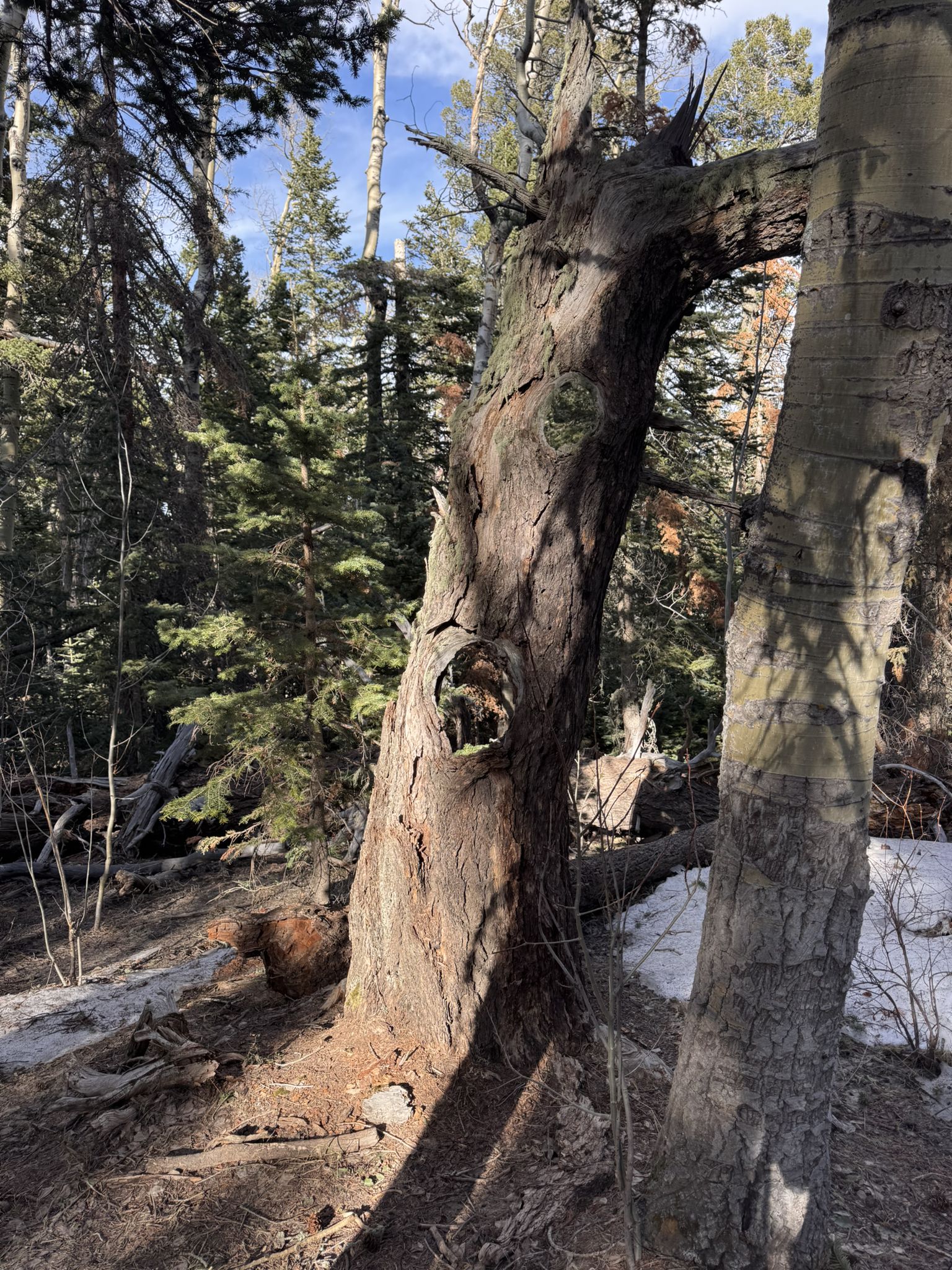 Two trees, one bent, in a sun-dappled forest with snow on the ground. - Ellis and 10K Trail Loop