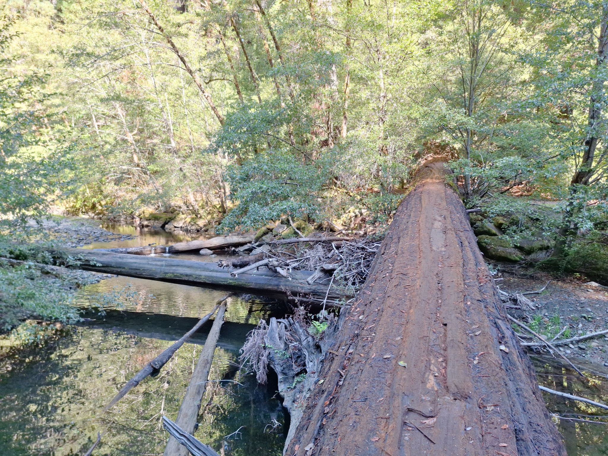 A massive fallen tree forms a natural bridge over a forest stream. - Homestead and Bull Creek Trail North Loop