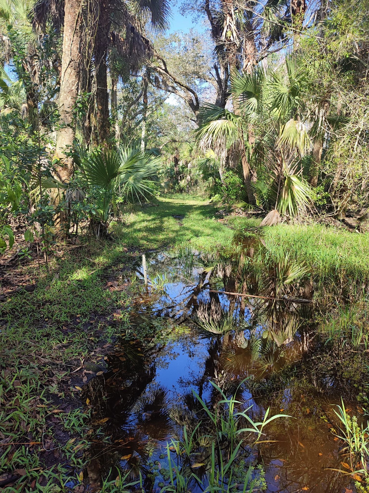 A sunny, flooded grassy path winds through dense tropical foliage. - CREW Cypress Dome Trail
