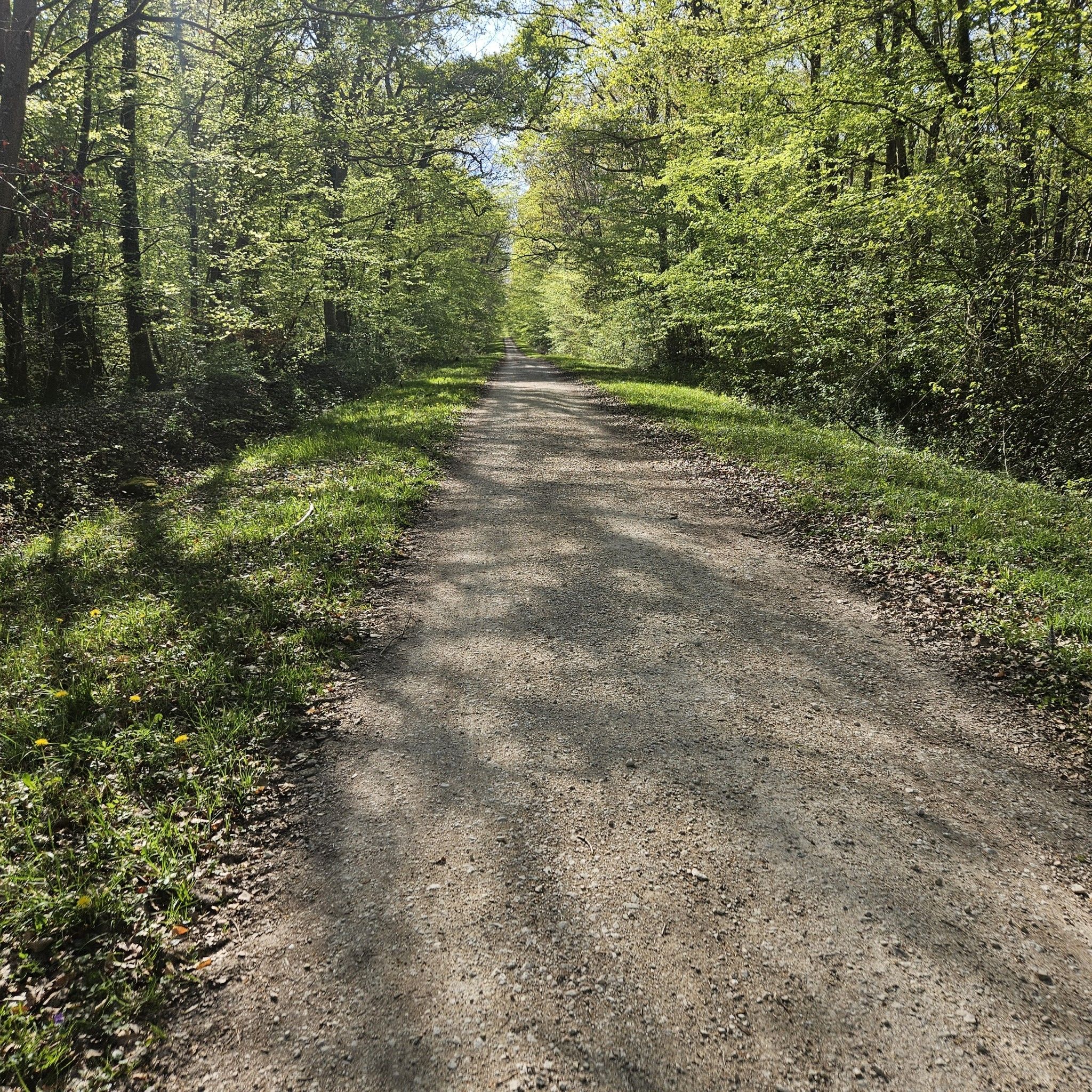 Forêt de Russy