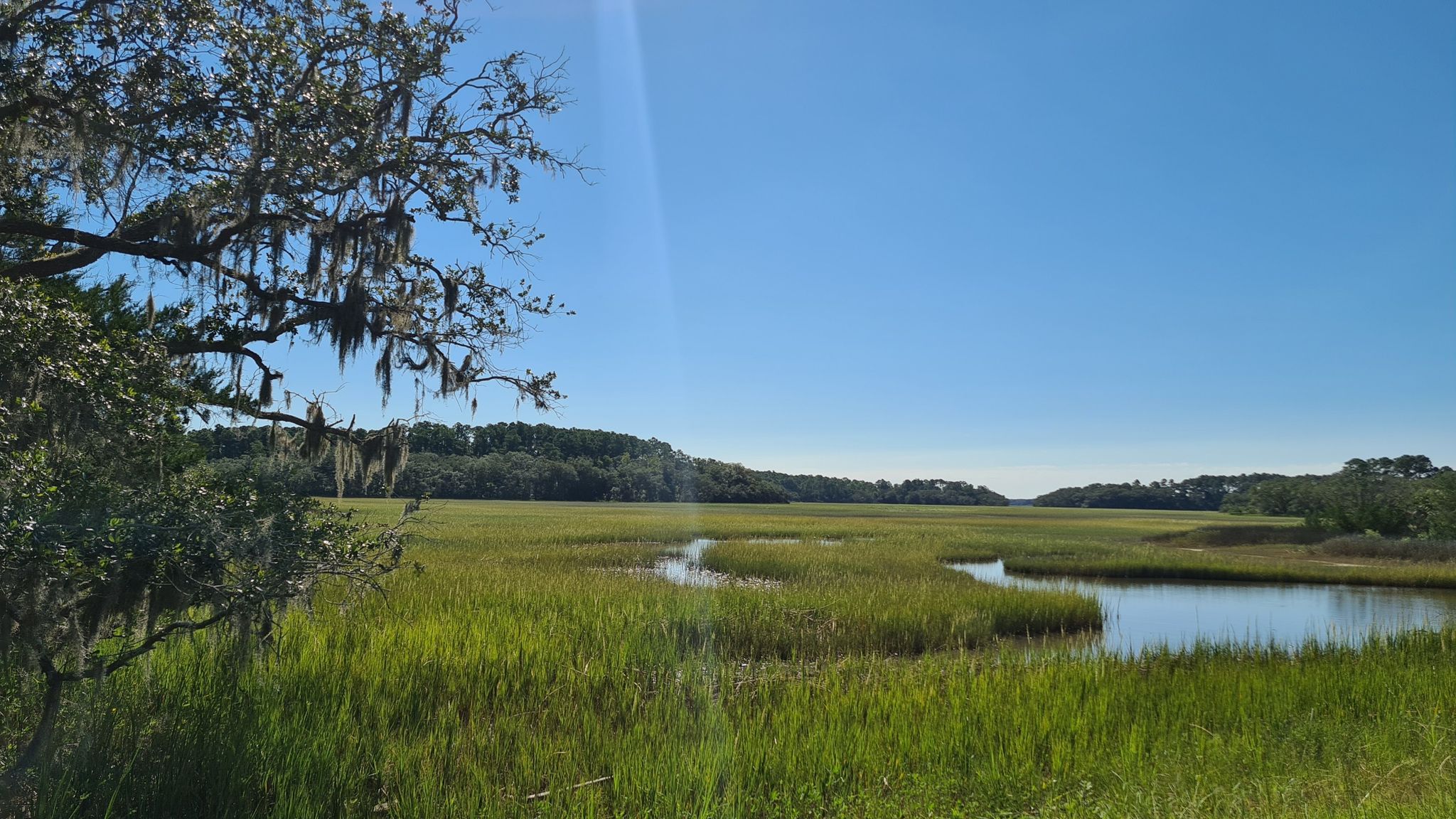 Sunny marshland with winding water and a tree draped in Spanish moss. - Ibis Pond Loop Trail