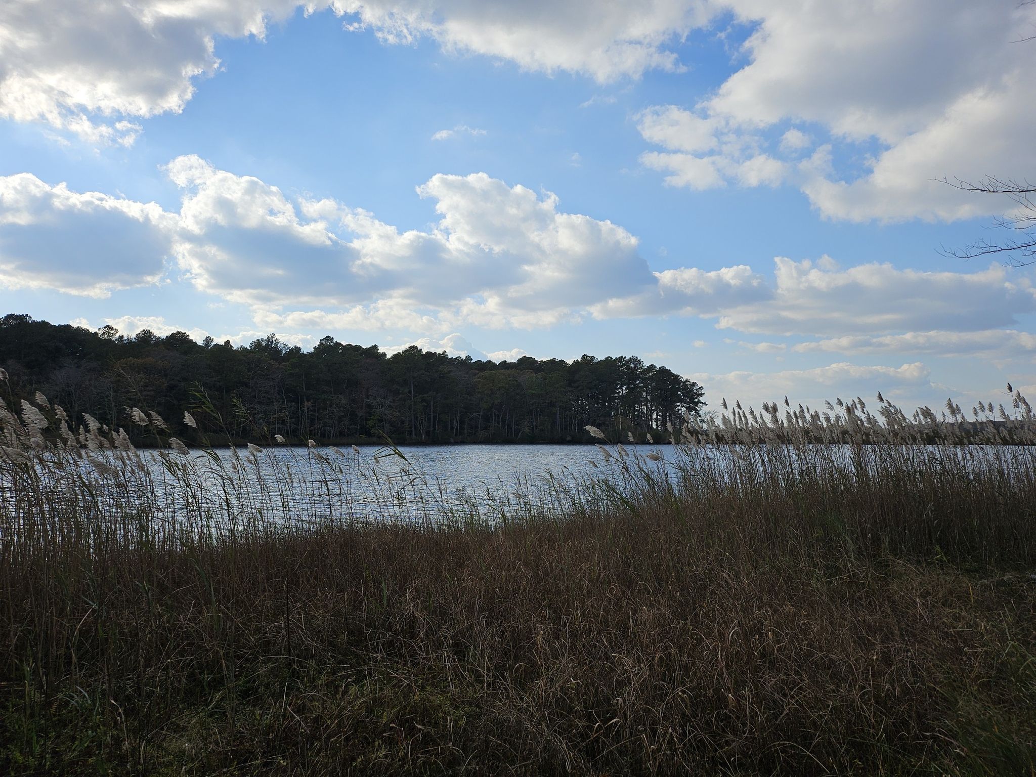 Grassy shoreline overlooking a lake with a distant forest under a cloudy sky. - Blue Goose and Black Farm Loop