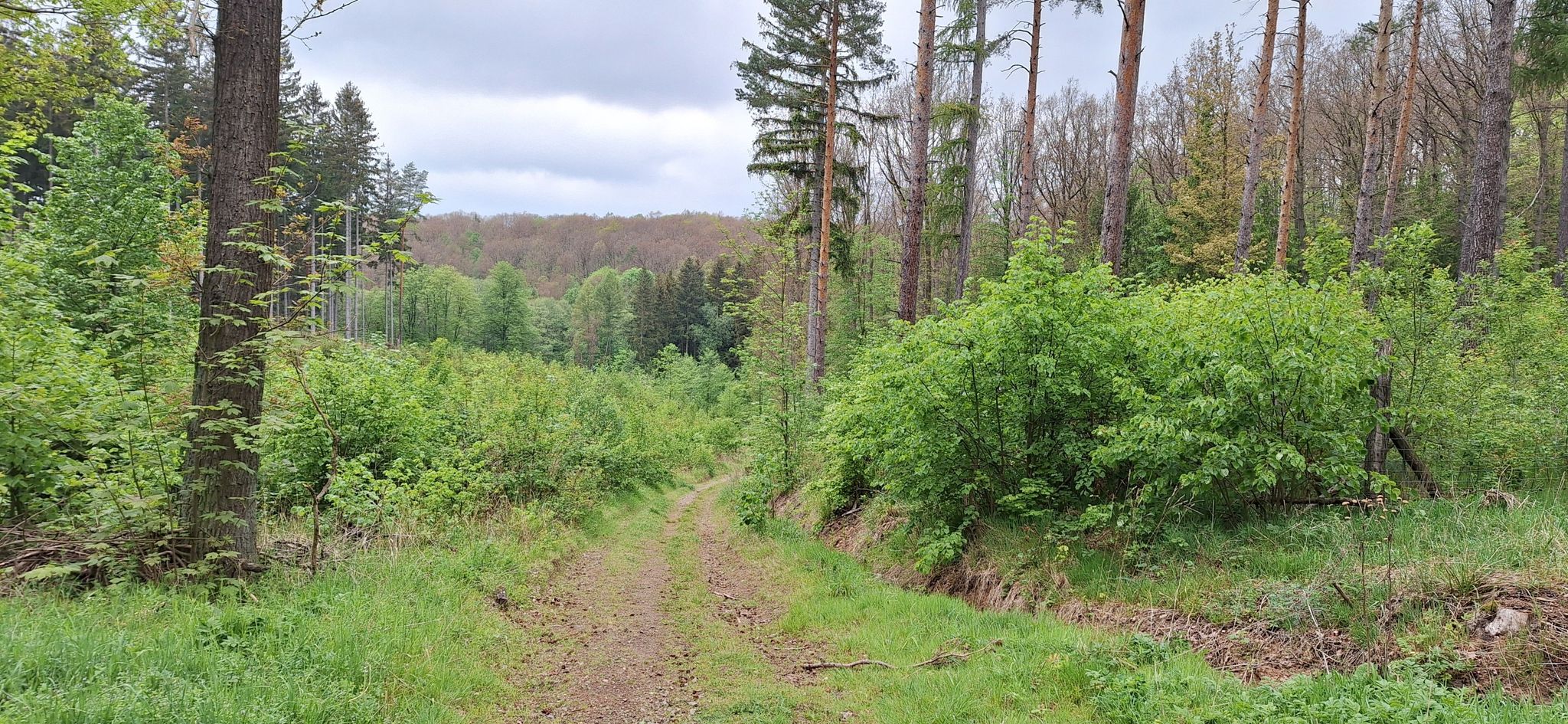 skrzyzowanie