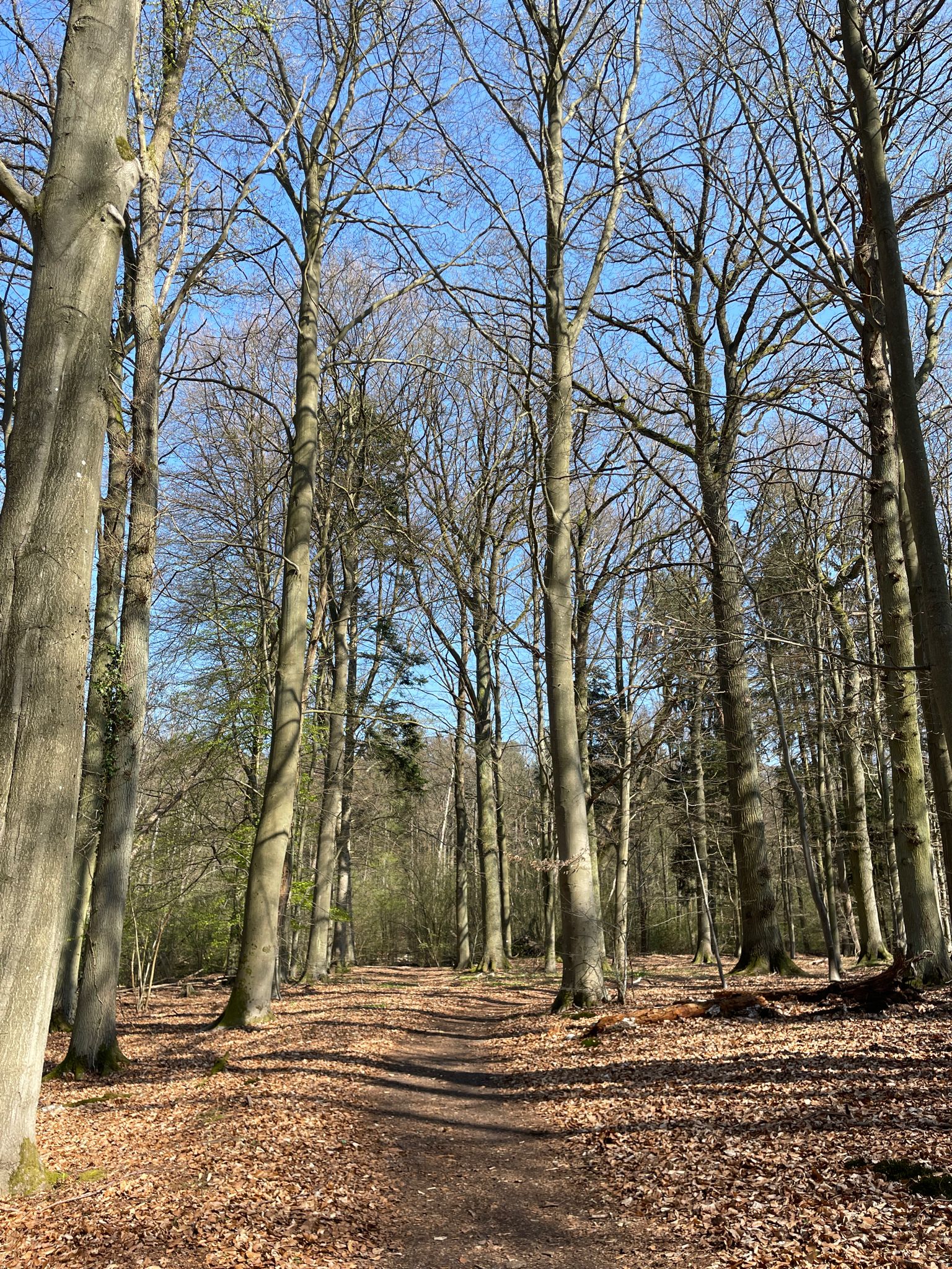 Schierbruch und Forellenbachtal