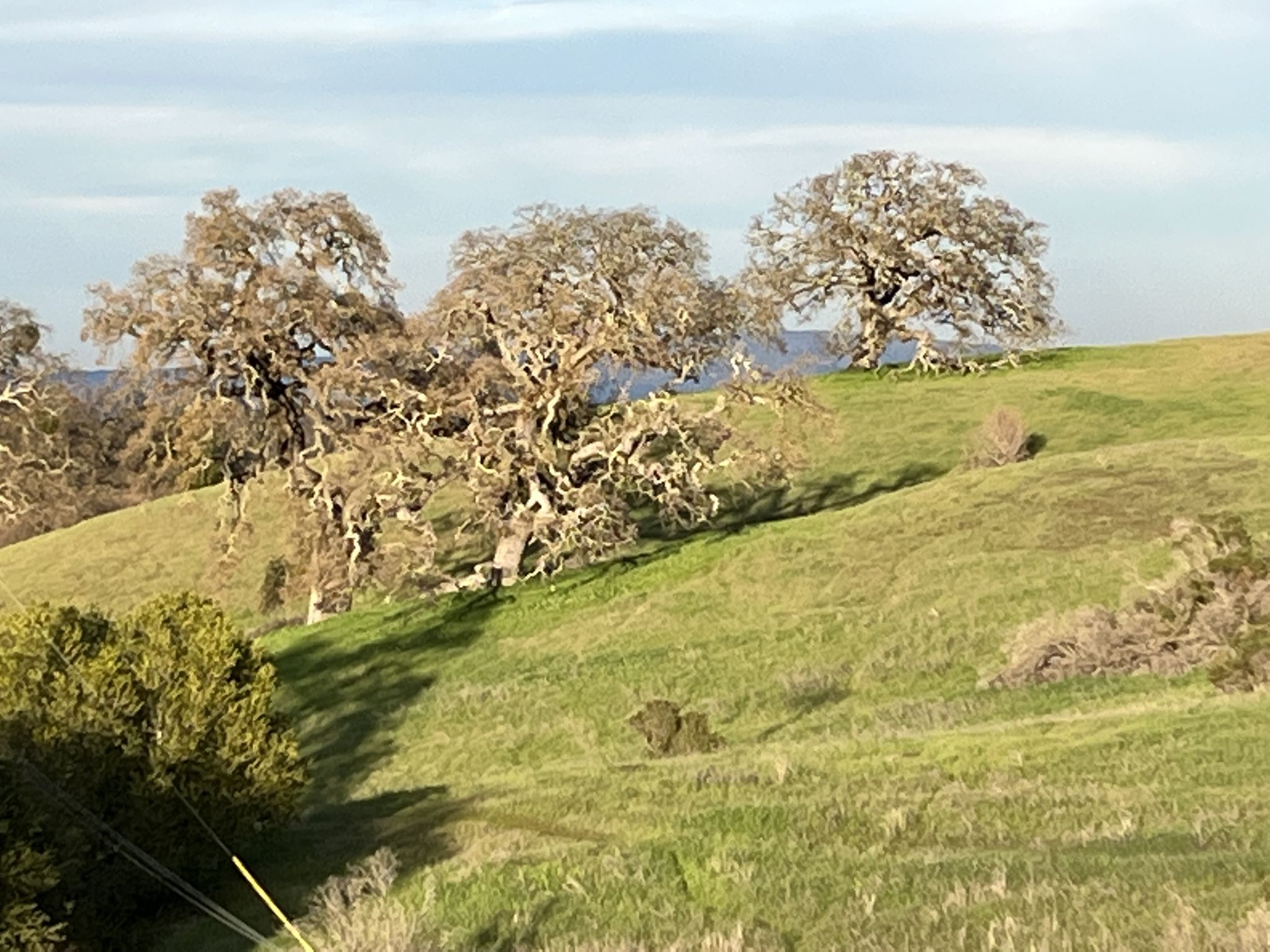 Several large, bare trees stand on a sunlit, green rolling hillside. - Stanford loop