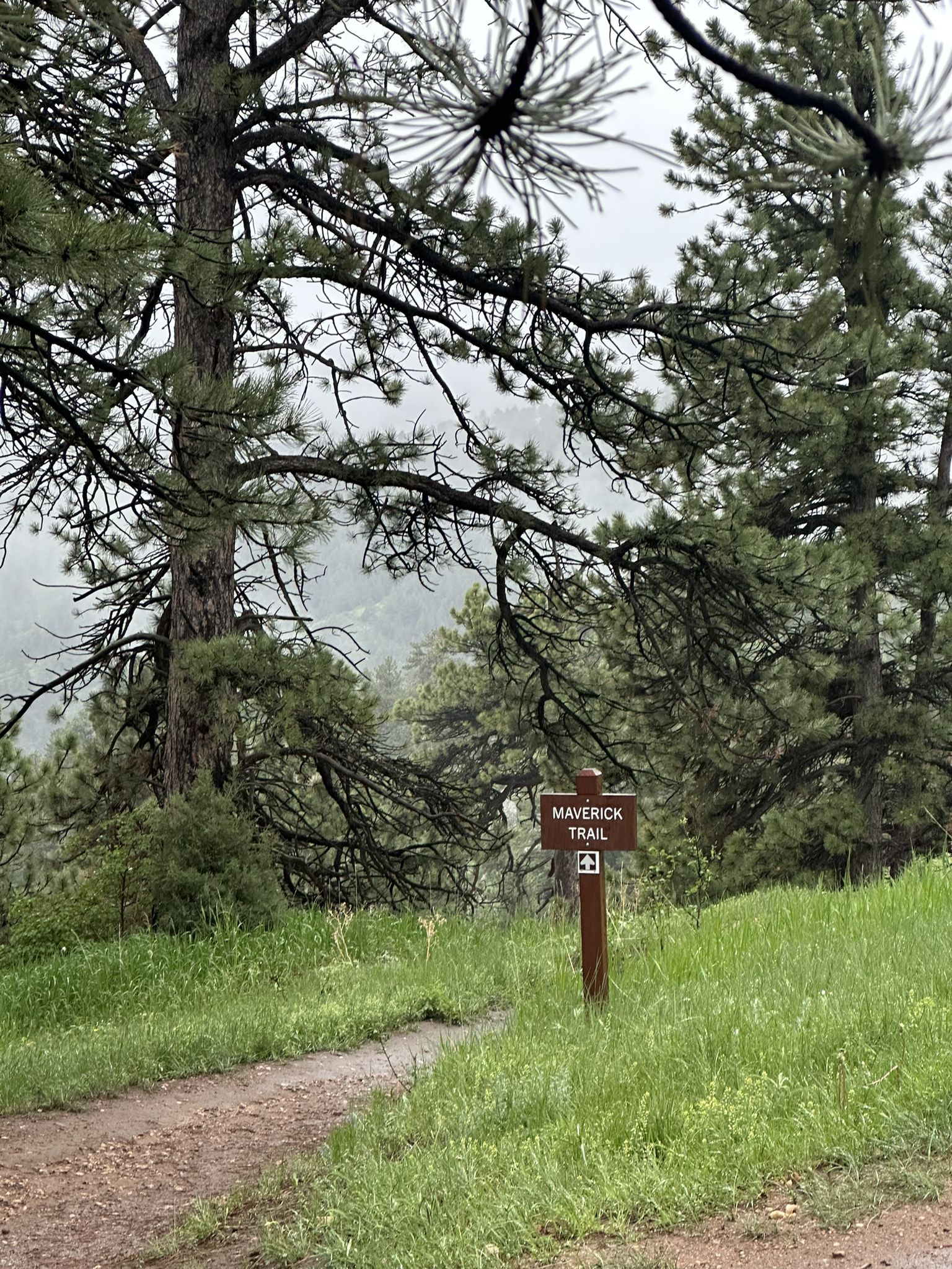 A trail sign stands beside a dirt path in a green, forested area. - Maverick and Sawmill Trail Loop