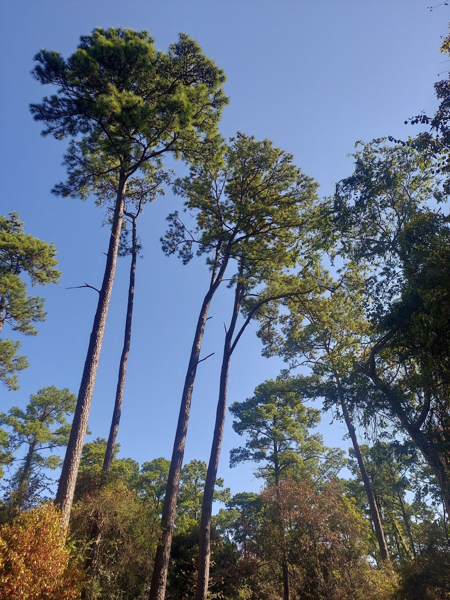 Tall pine trees with green needles reach towards a clear blue sky. - Jesse Jones Park and Spring Creek Greenway Loop