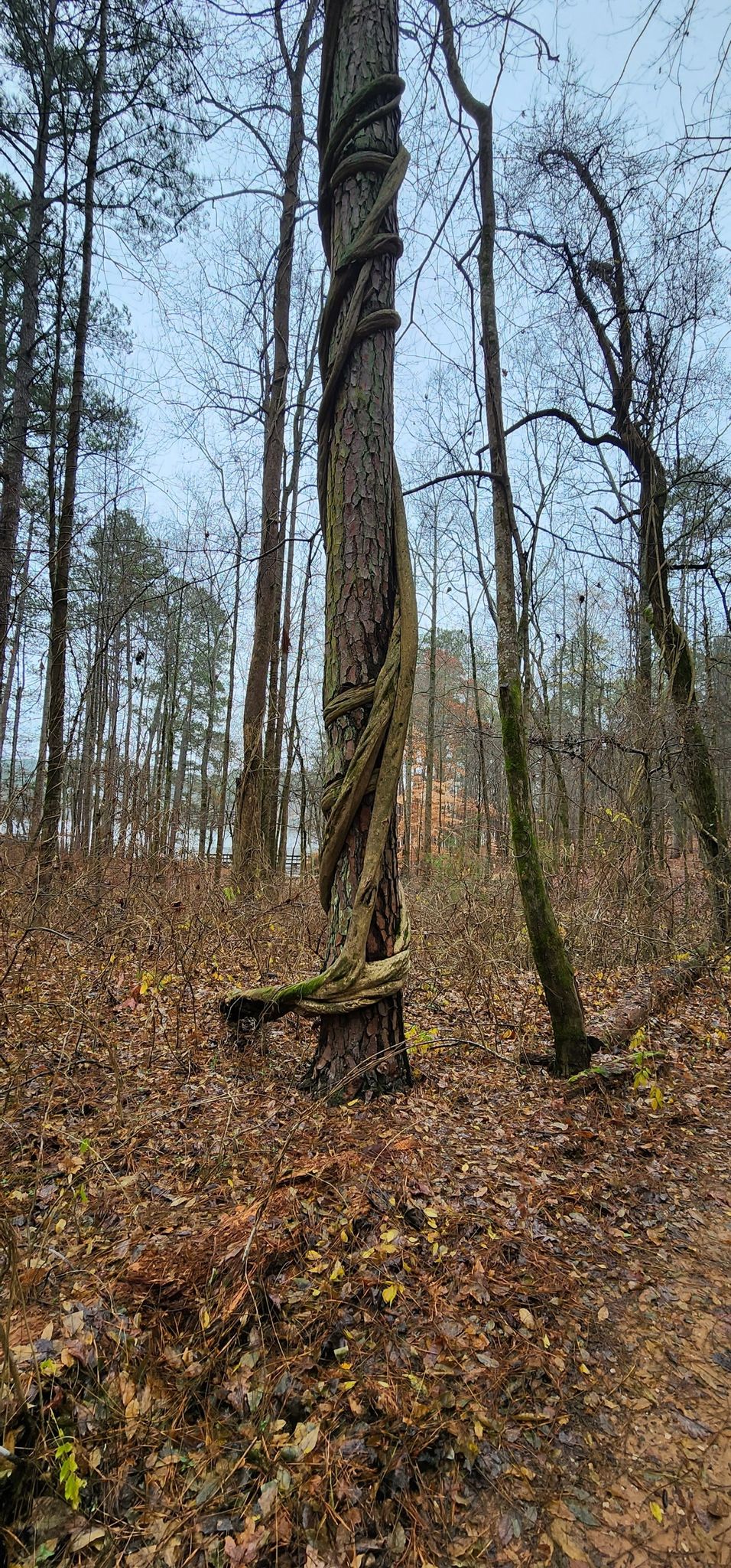 A tree with thick vines wrapped around its trunk in a dim forest. - Fort Yargo Outer Loop