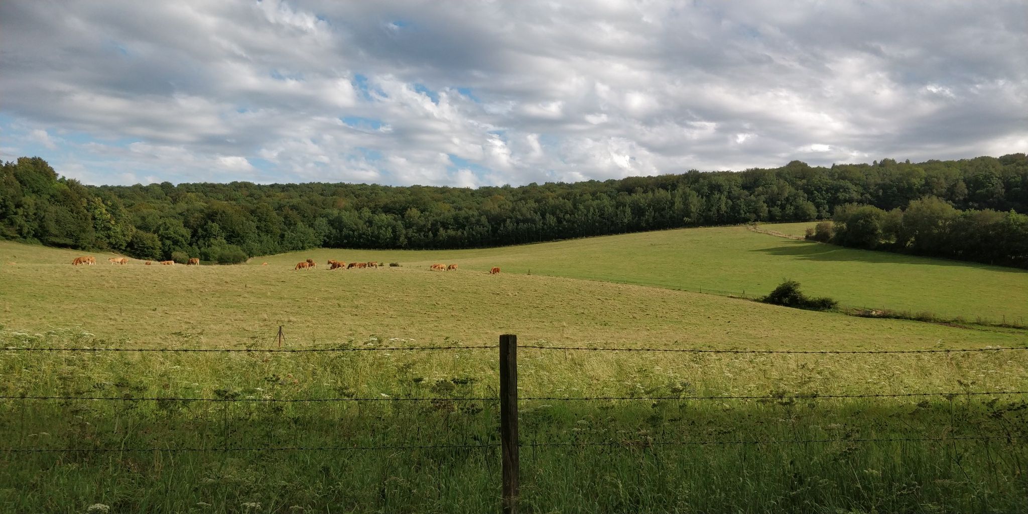 vaches
